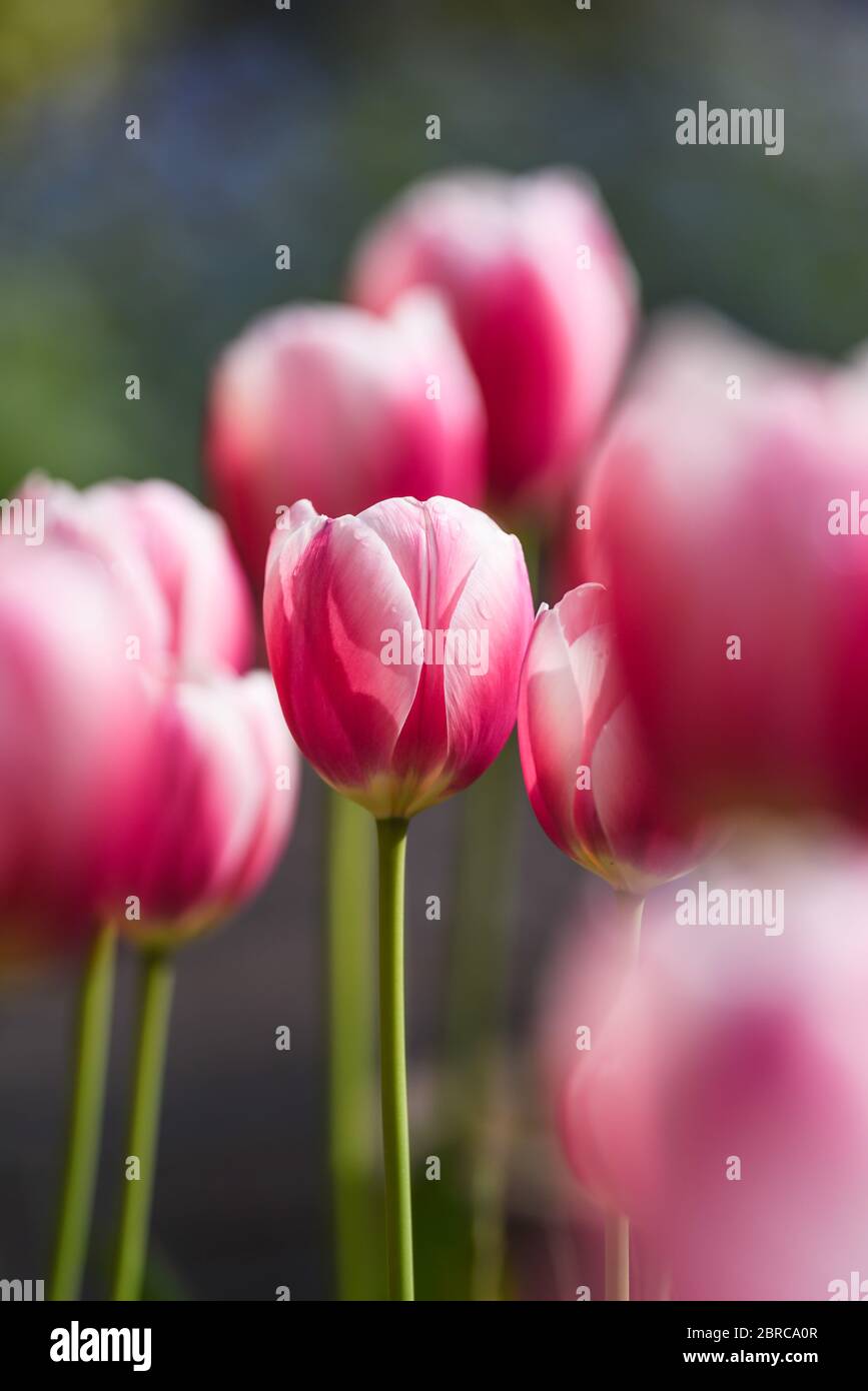Tall stems hi-res stock photography and images - Alamy