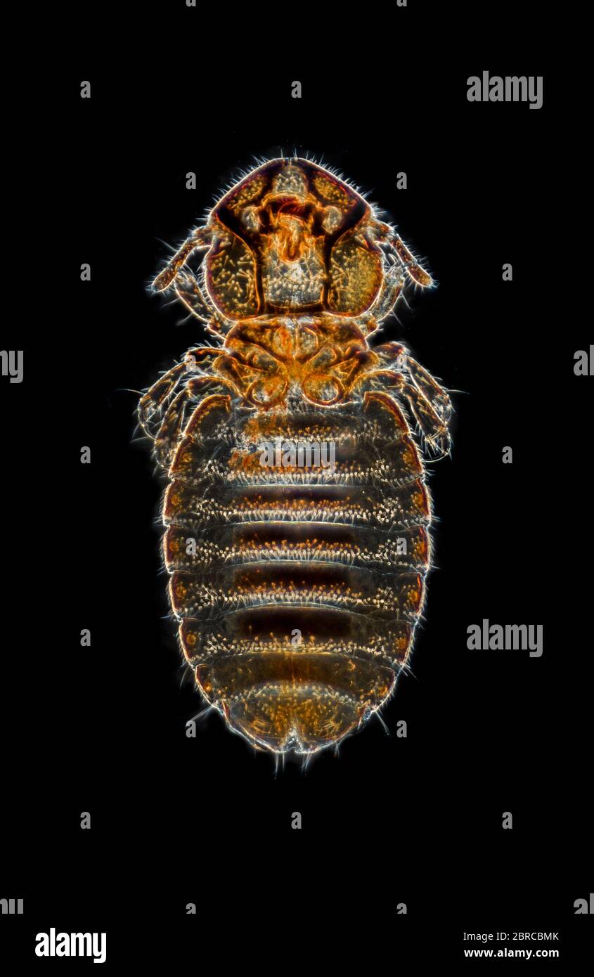 Anoplura louse, a blood-feeding ectoparasite of birds and mammals. Darkfield photomicrograph Stock Photo