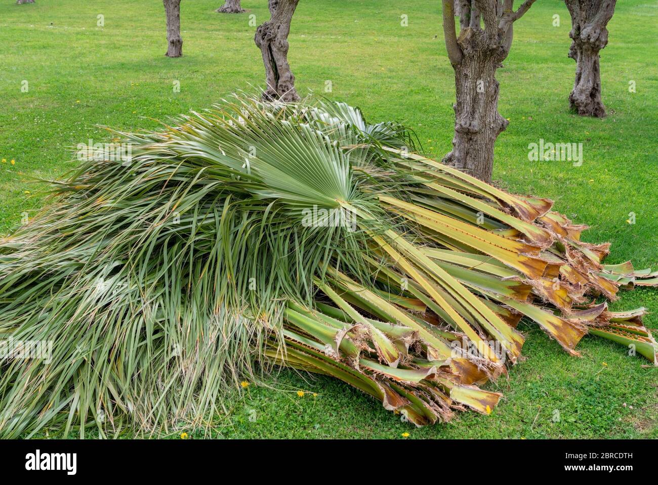 Old cut palm leaves lying on the green grass. Stock Photo