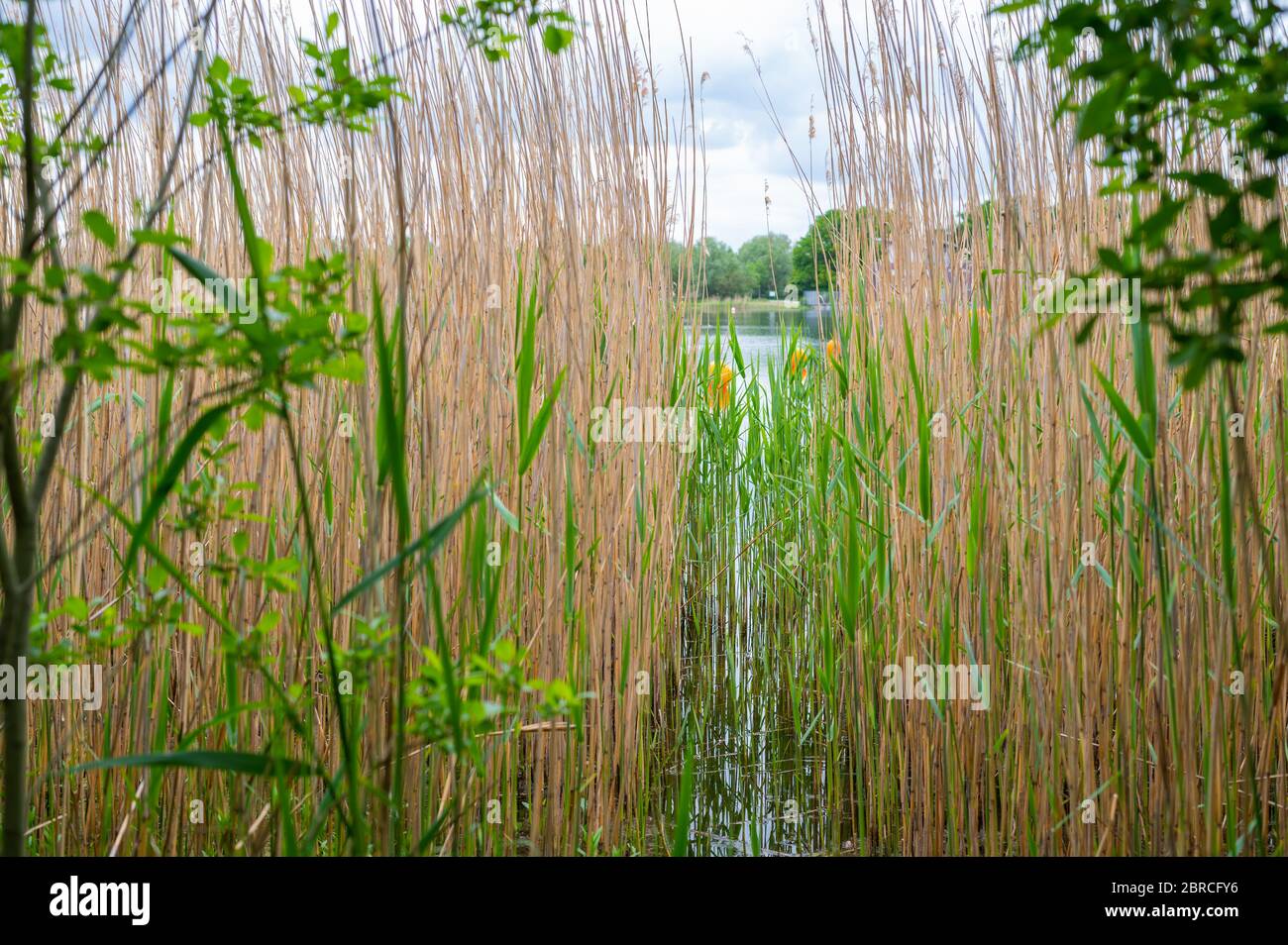 Reeds on shore mountain river hi-res stock photography and images - Alamy