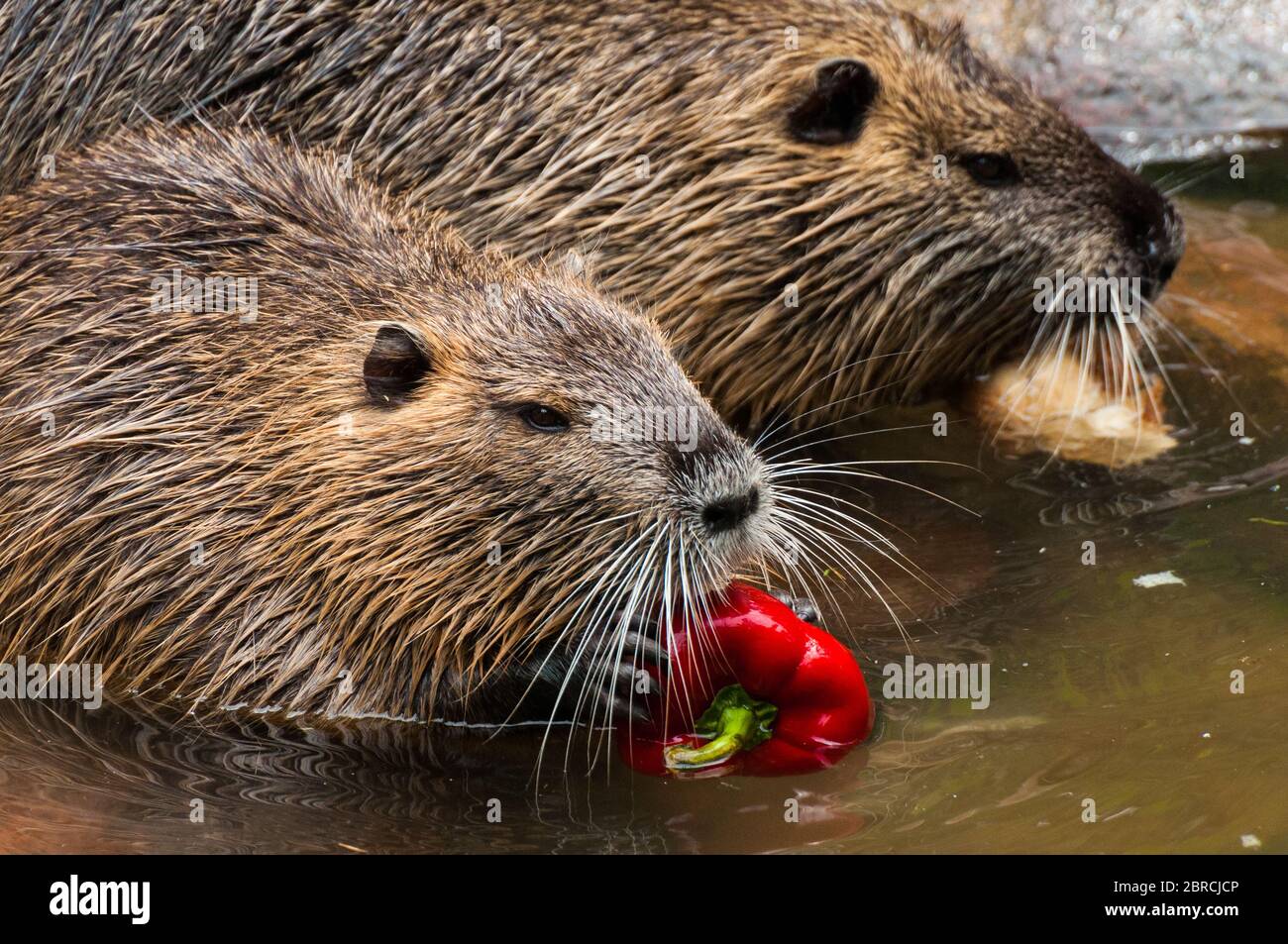 Two nutrias eat a paprika Stock Photo