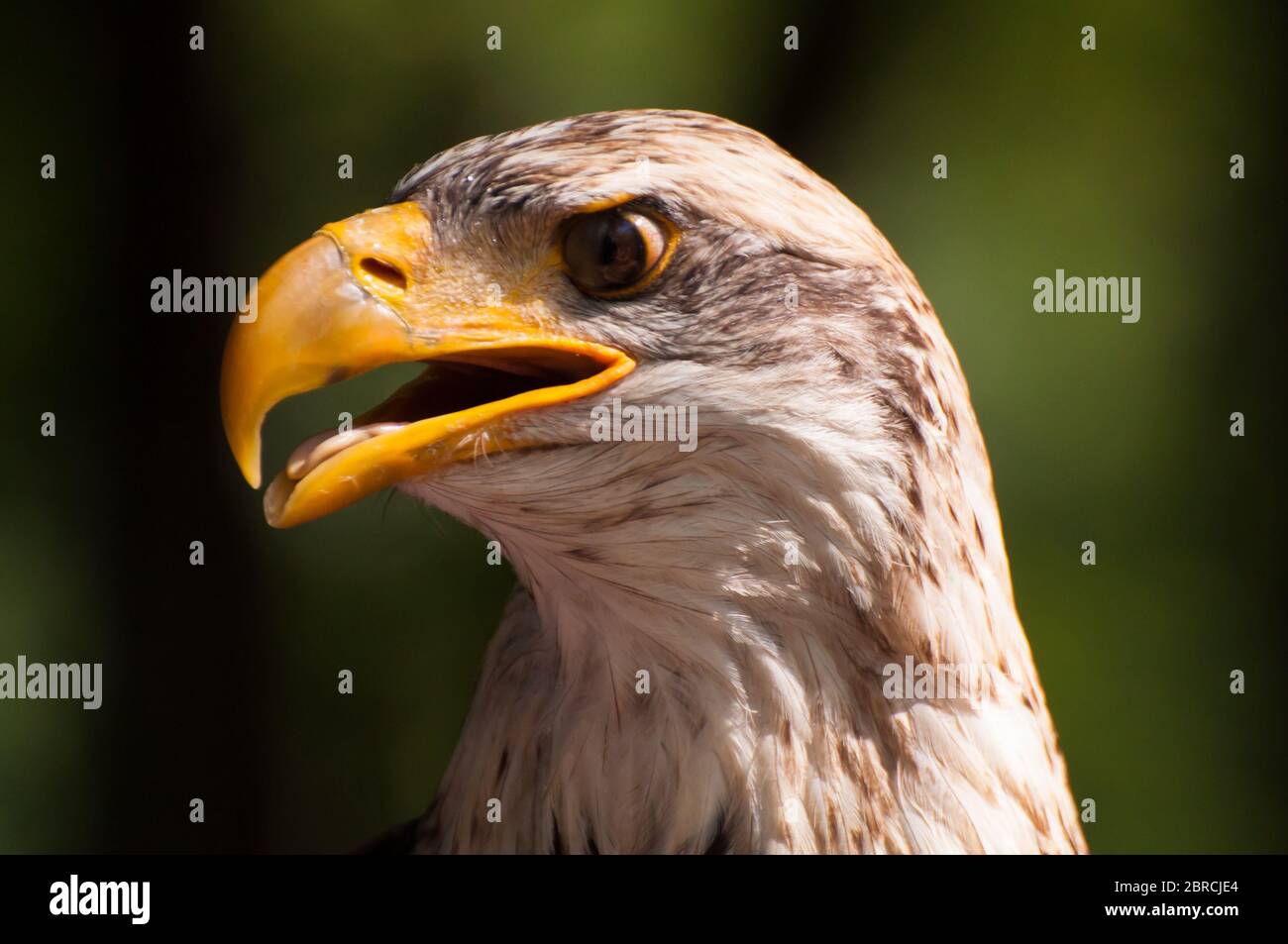 eagle eye mountain high resolution stock photography and images alamy eagle eye mountain high resolution stock photography and images alamy