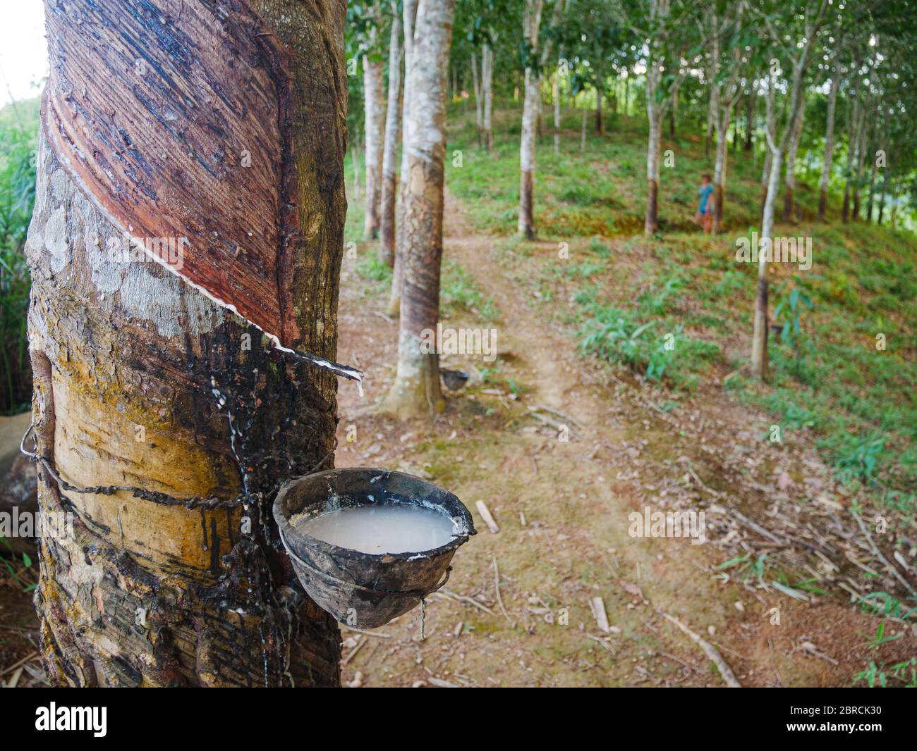 Rubber tree and bowl filled with latex. Natural rubber latex extracted