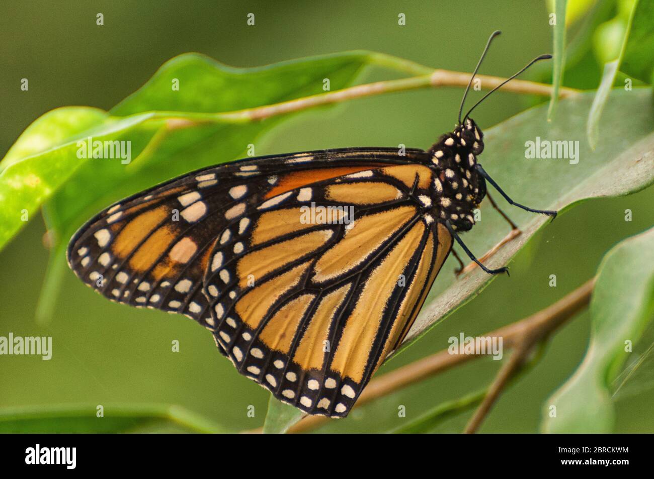 A monarch butterfly on a leaf Stock Photo