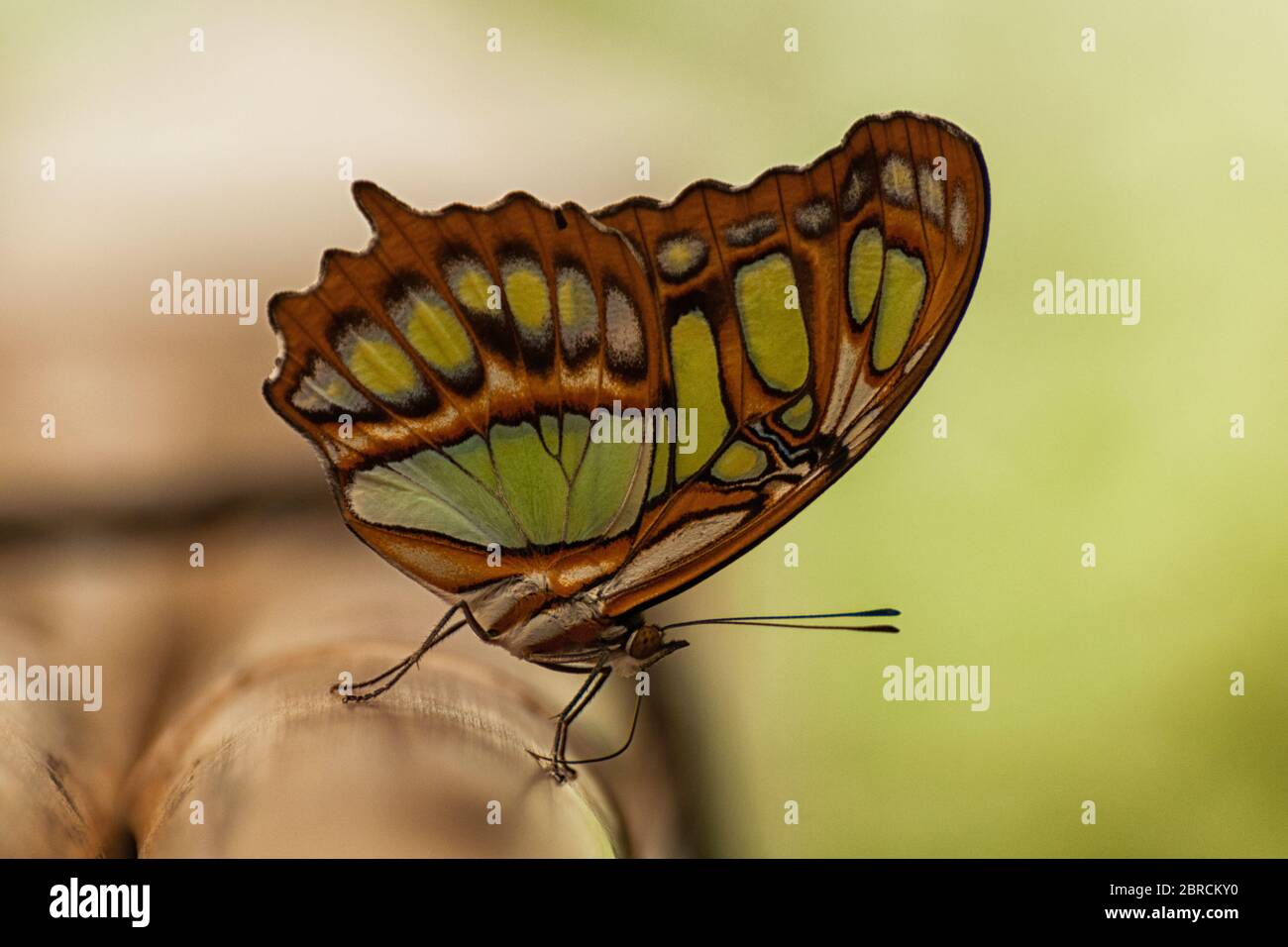 A malachite butterfly on a bamboo Stock Photo