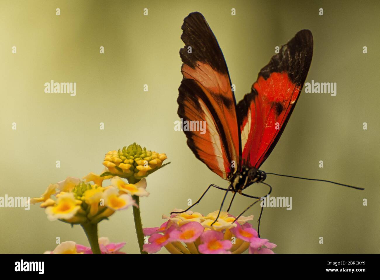 A butterfly on a flower Stock Photo