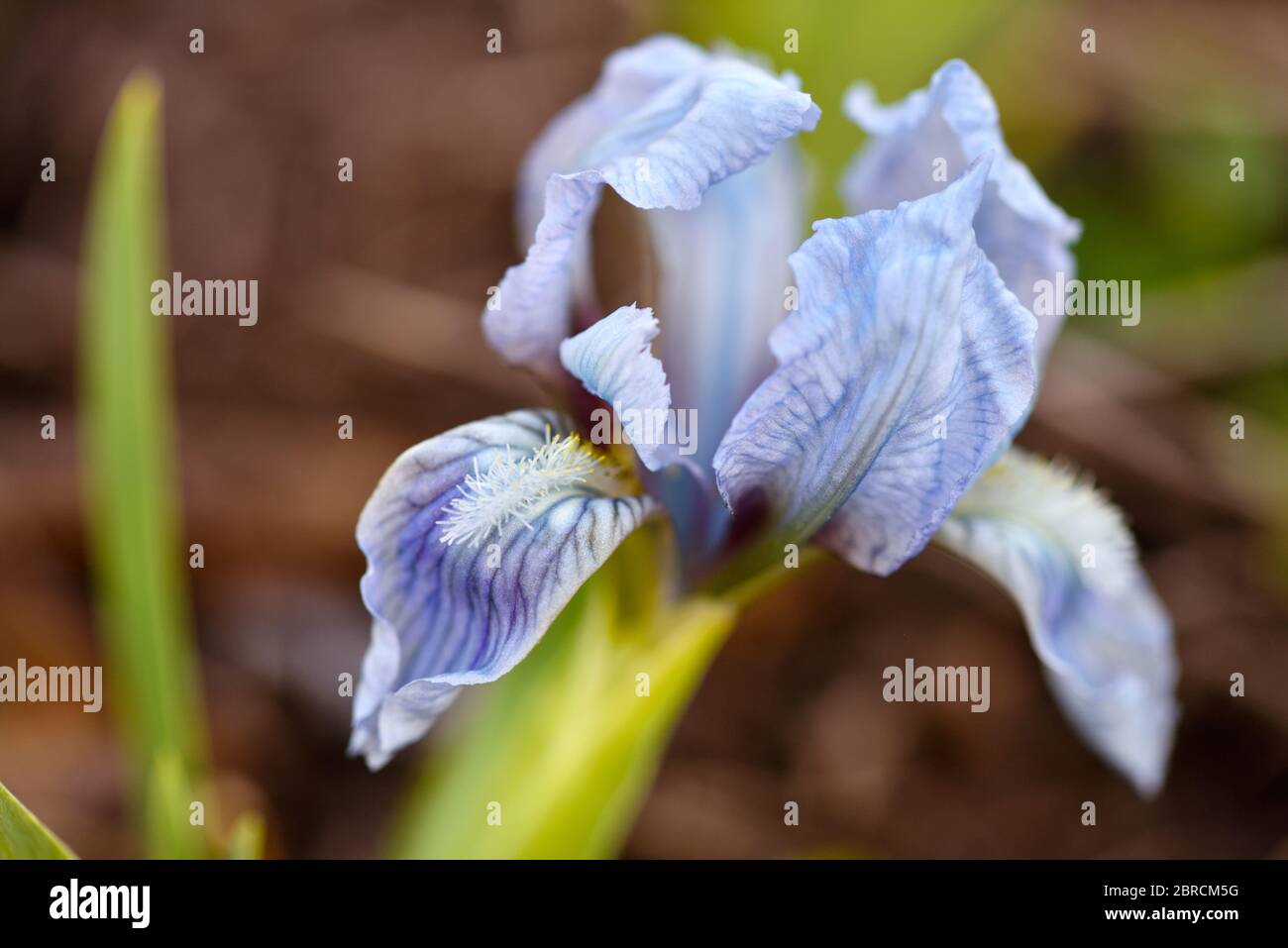 Close-up of a flower of bearded iris on blurred natural background. Blue iris flower are growing in a garden. Stock Photo