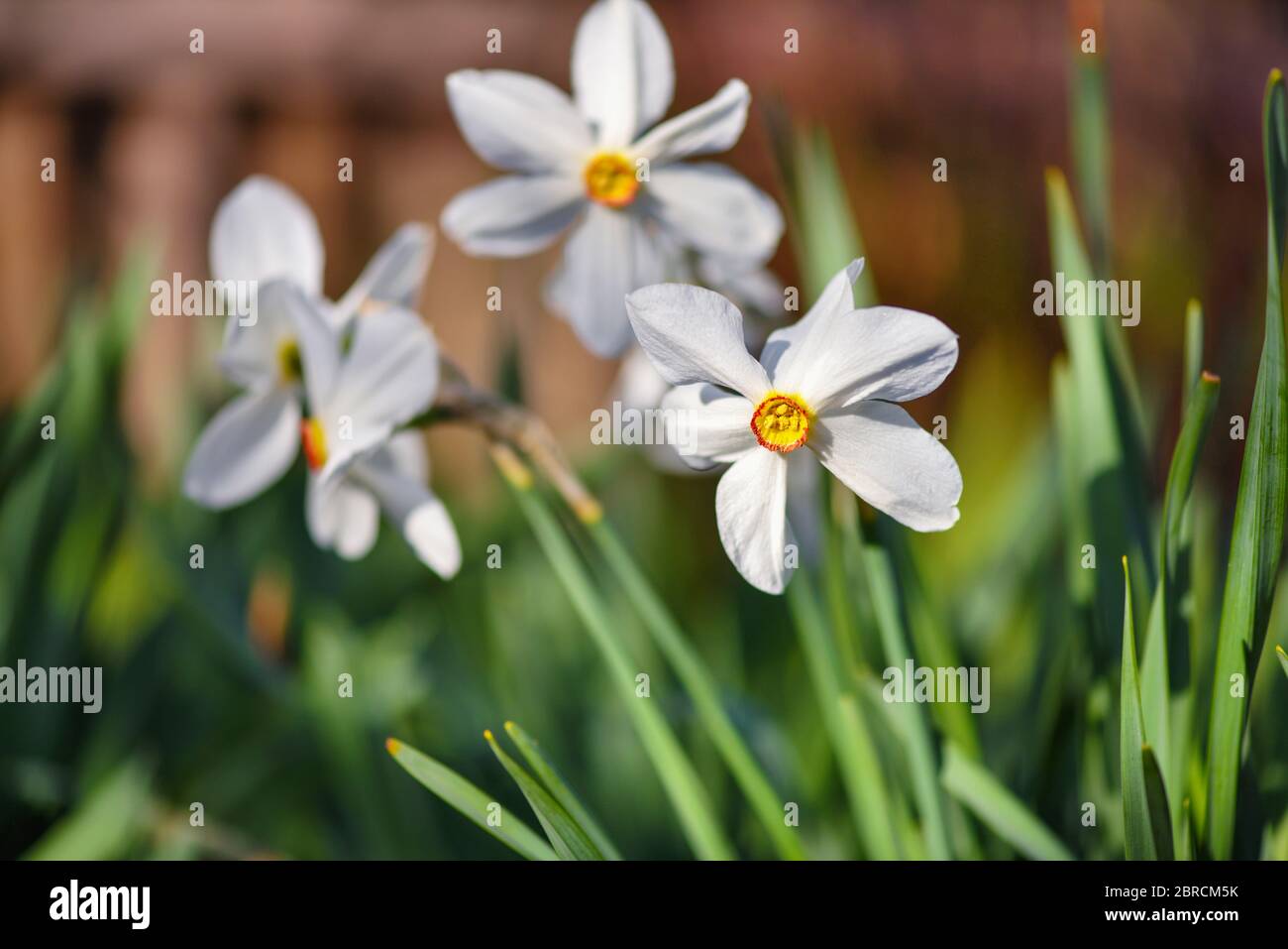 White Daffodils, Narcissus poeticus, on a Garden Lawn in Spring Stock Photo