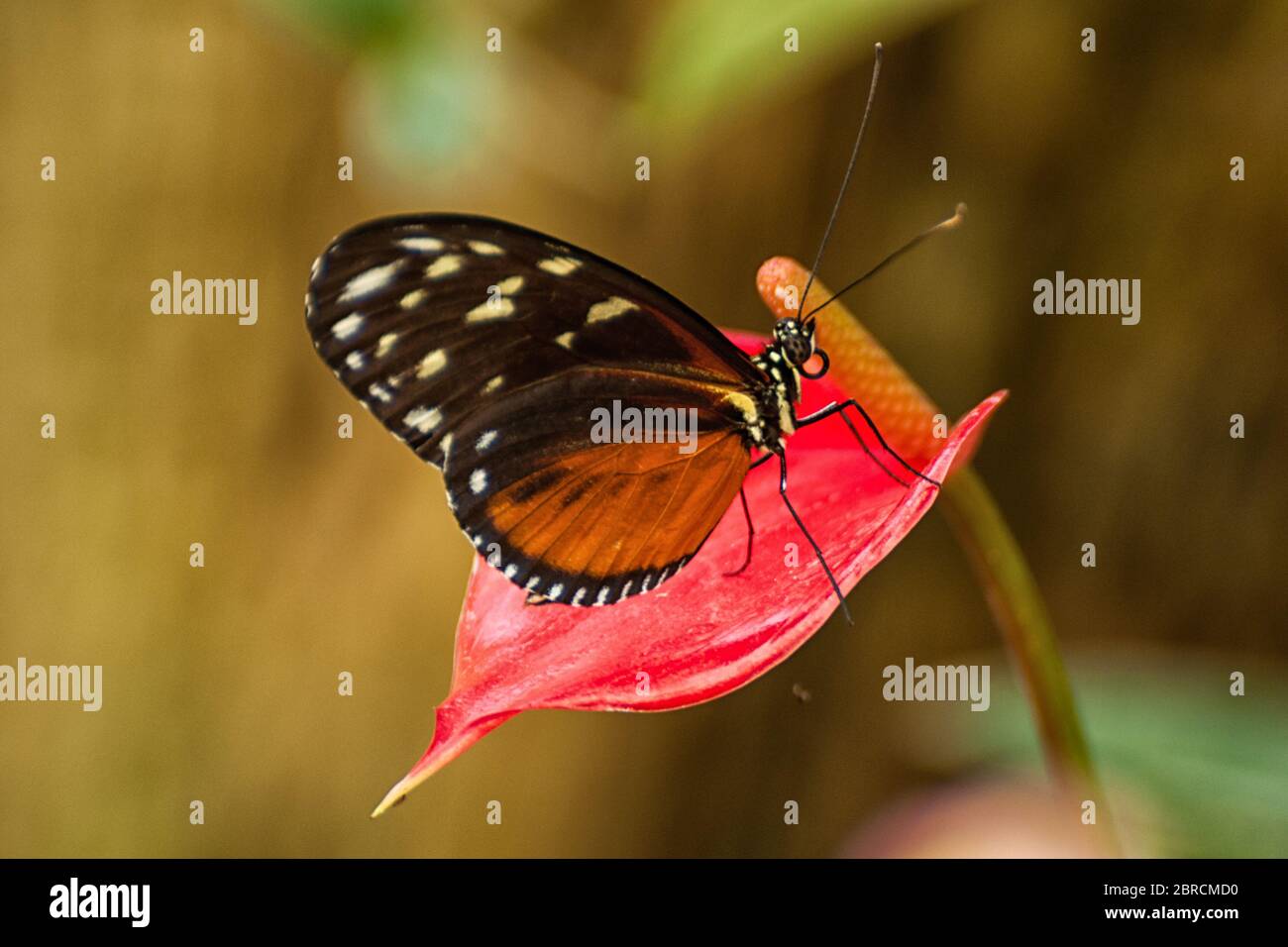 A tiger passion flower butterfly on a flower Stock Photo