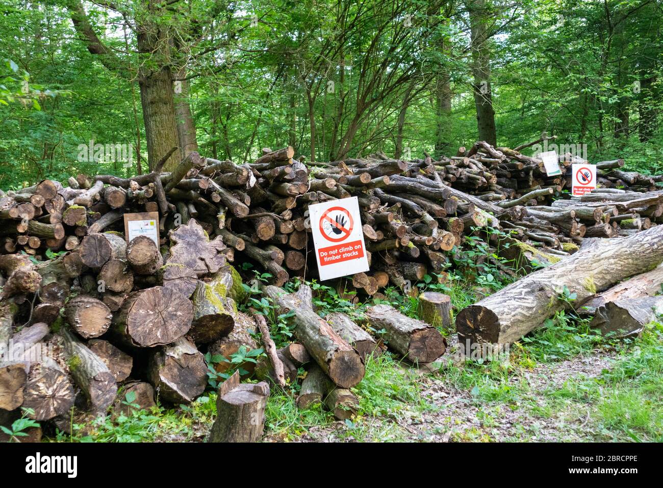 Do not climb on timber stacks sign, forest management, coppicing, log stacks and firewood, hamstreet national nature reserve, kent, uk Stock Photo
