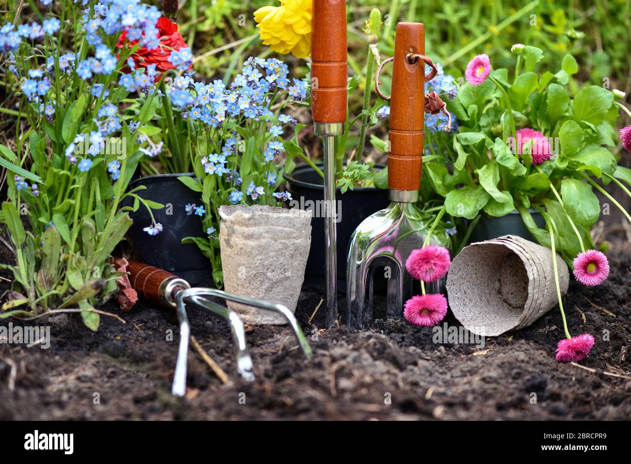 Spring Planting Tools Gardening tools and spring flowers in the garden. Gardening concept ...