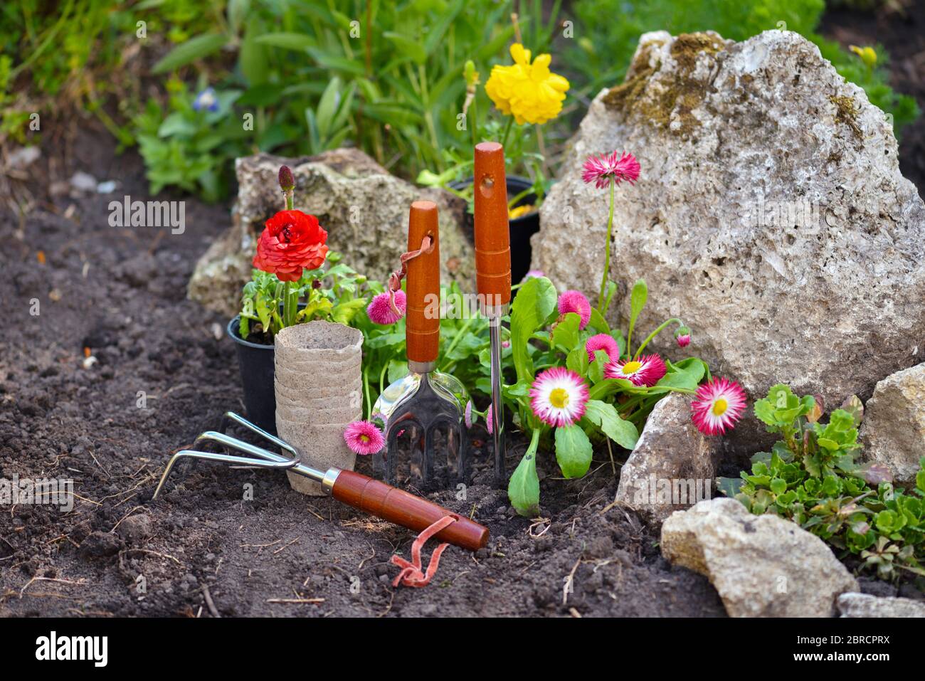 Spring Planting Tools Gardening tools and spring flowers in the garden. Gardening concept ...