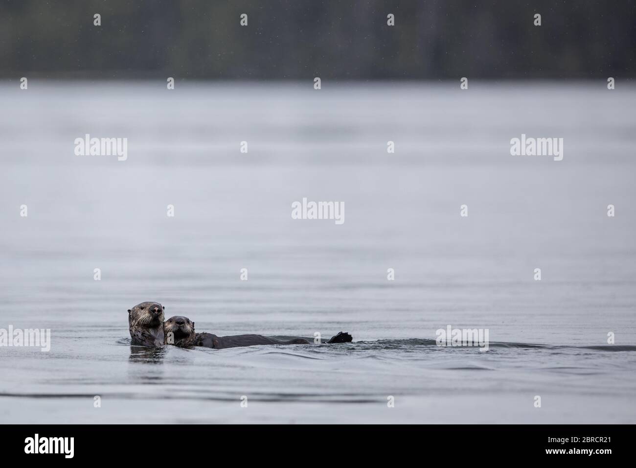 In Southeast Alaska, sea otters, Enhydra lutris, and other wildlife in the Blashke Islands appeal to adventureres on a small ship cruise. Stock Photo
