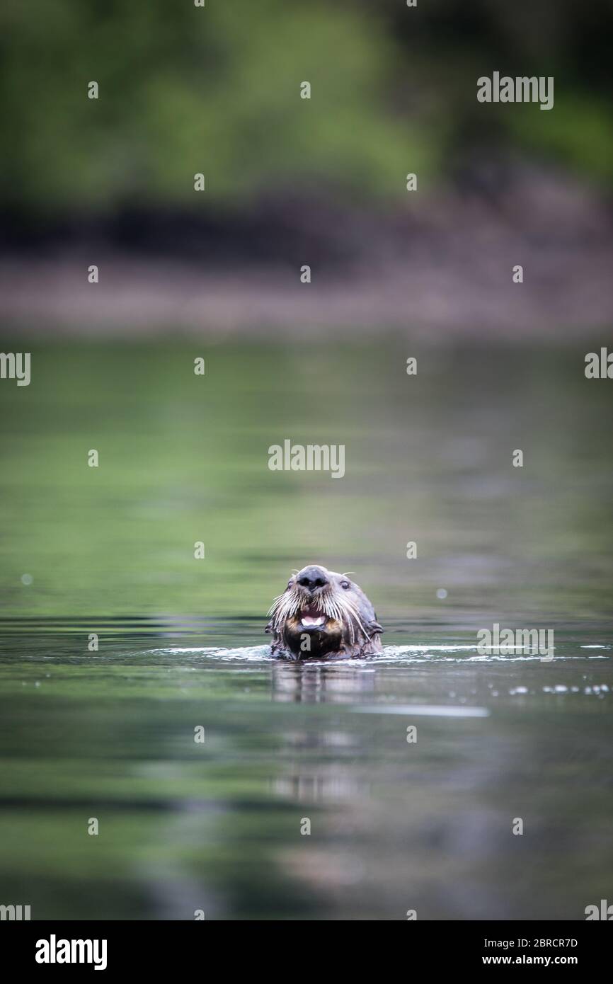 A sea otter, Enhydra lutris, swims in the water of Halleck Harbor, Kuiu Island, Southeast Alaska, USA. Stock Photo
