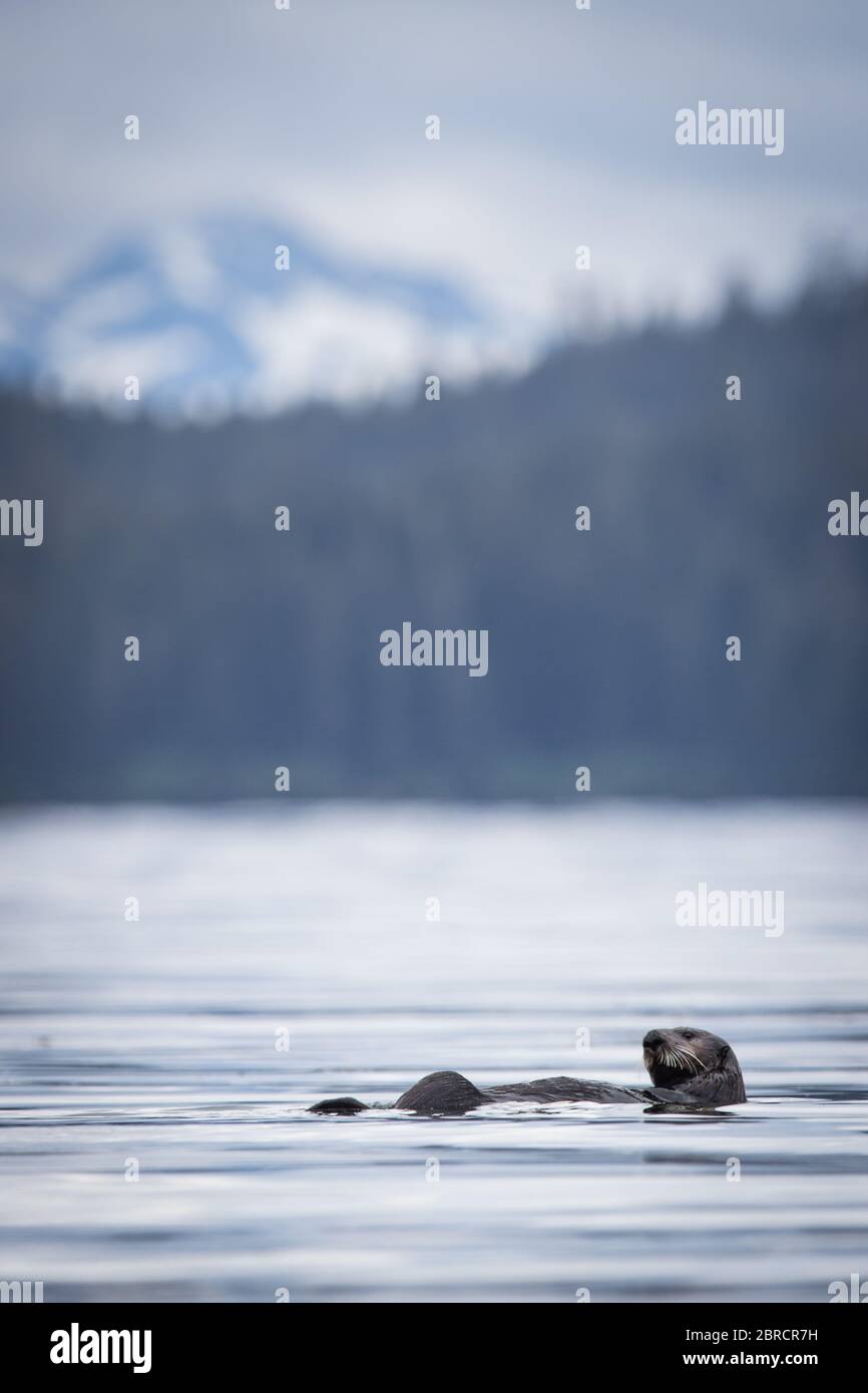 A sea otter, Enhydra lutris, swims in the water of Halleck Harbor, Kuiu Island, Southeast Alaska, USA. Stock Photo