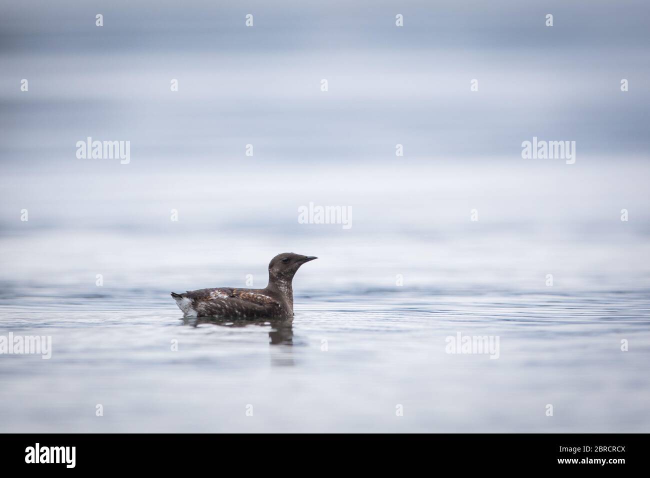 A marbled murrelet Brachyramphus marmoratus, swims in the water of Halleck Harbor, Kuiu Island, Southeast Alaska, USA. Stock Photo