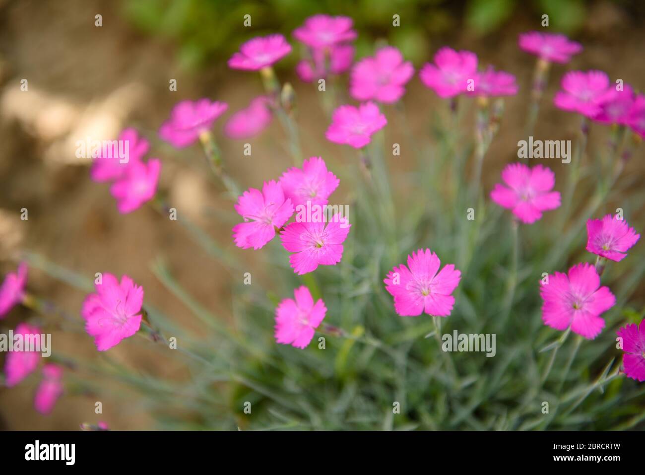 Pink maiden pink dianthus deltoides flower leaves in a small floral garden on a warm summer day Stock Photo