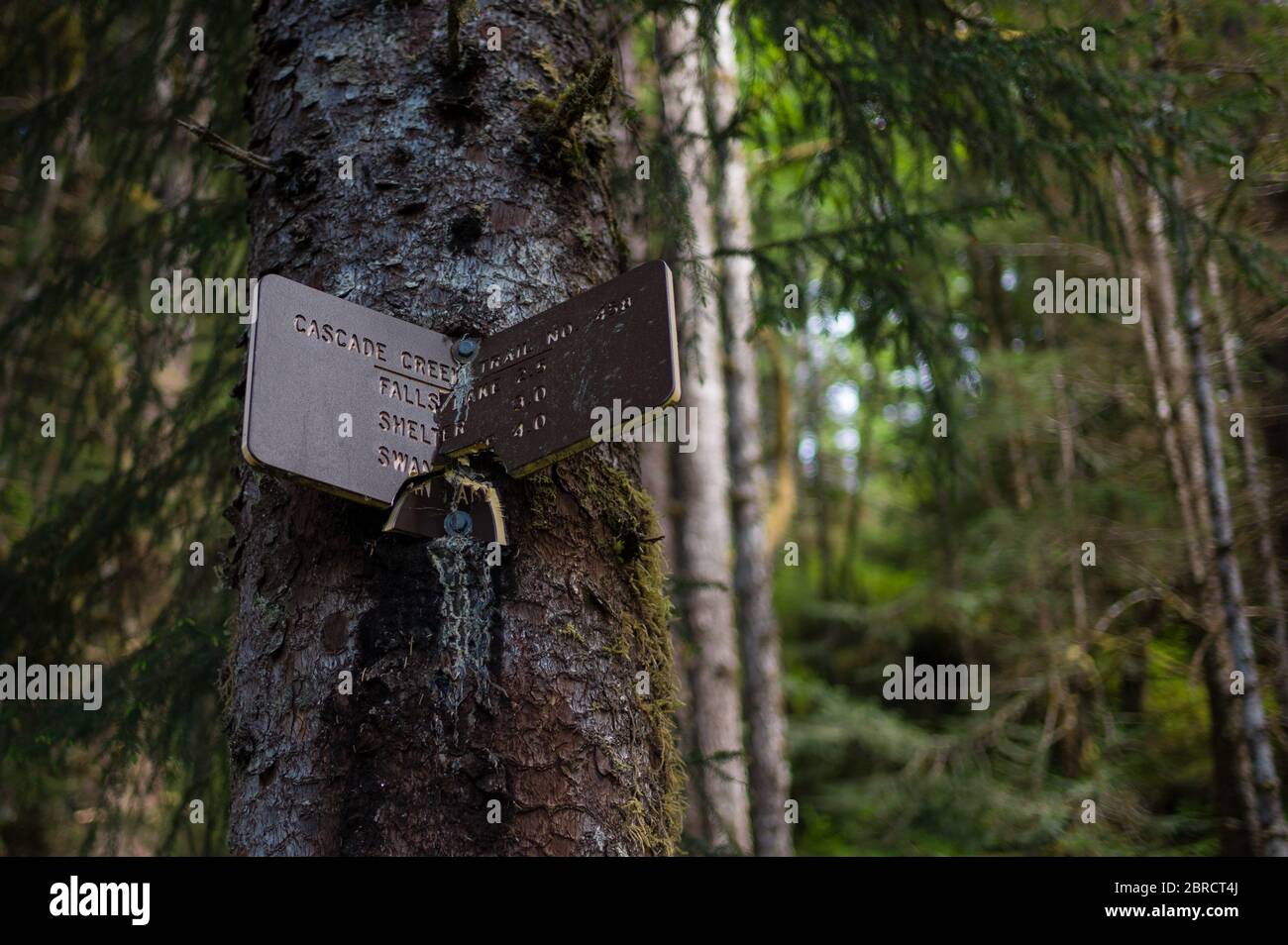 A broken forest service sign on temperate rainforest tree marks Cascade Creek Trail, Thomas Bay, Southeast Alaska, USA, Tongass National Forest Stock Photo