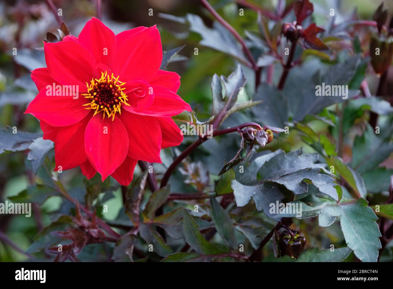 Single red flower of dwarf bedding dahlia 'Bednall Beauty' Stock Photo
