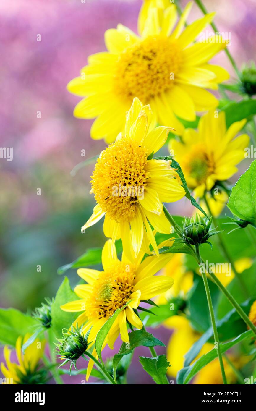 Bright yellow flowers of Helianthus Capenoch Star. Sunflower Capenoch Star Stock Photo