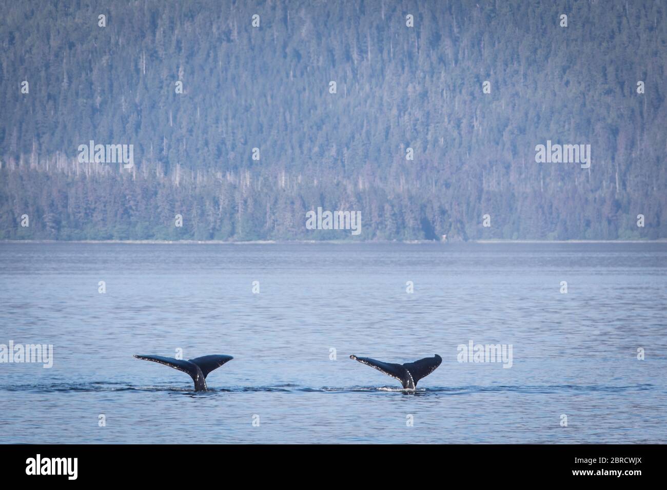 Frederick Sound in the Inside Passage is a popular spot to watch Humpback whale,  Megaptera novaeangliae, Frederick Sound,  Alaska, USA. Stock Photo