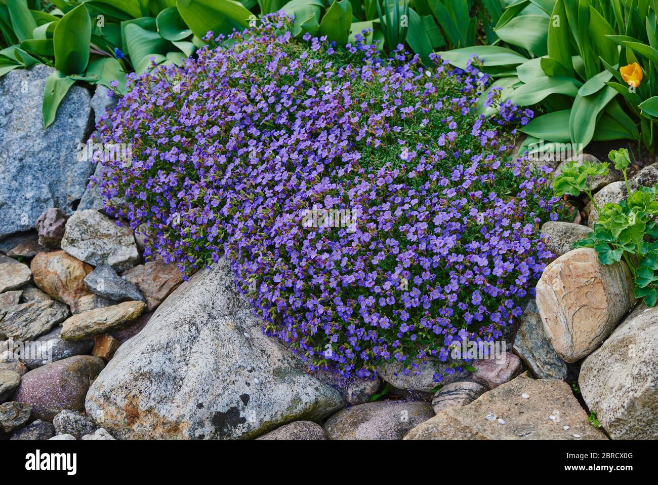 Large-flowered aubrieta (Aubrieta x cultorum) in a garden, Upper Palatinate, Bavaria, Germany, Europe Stock Photo