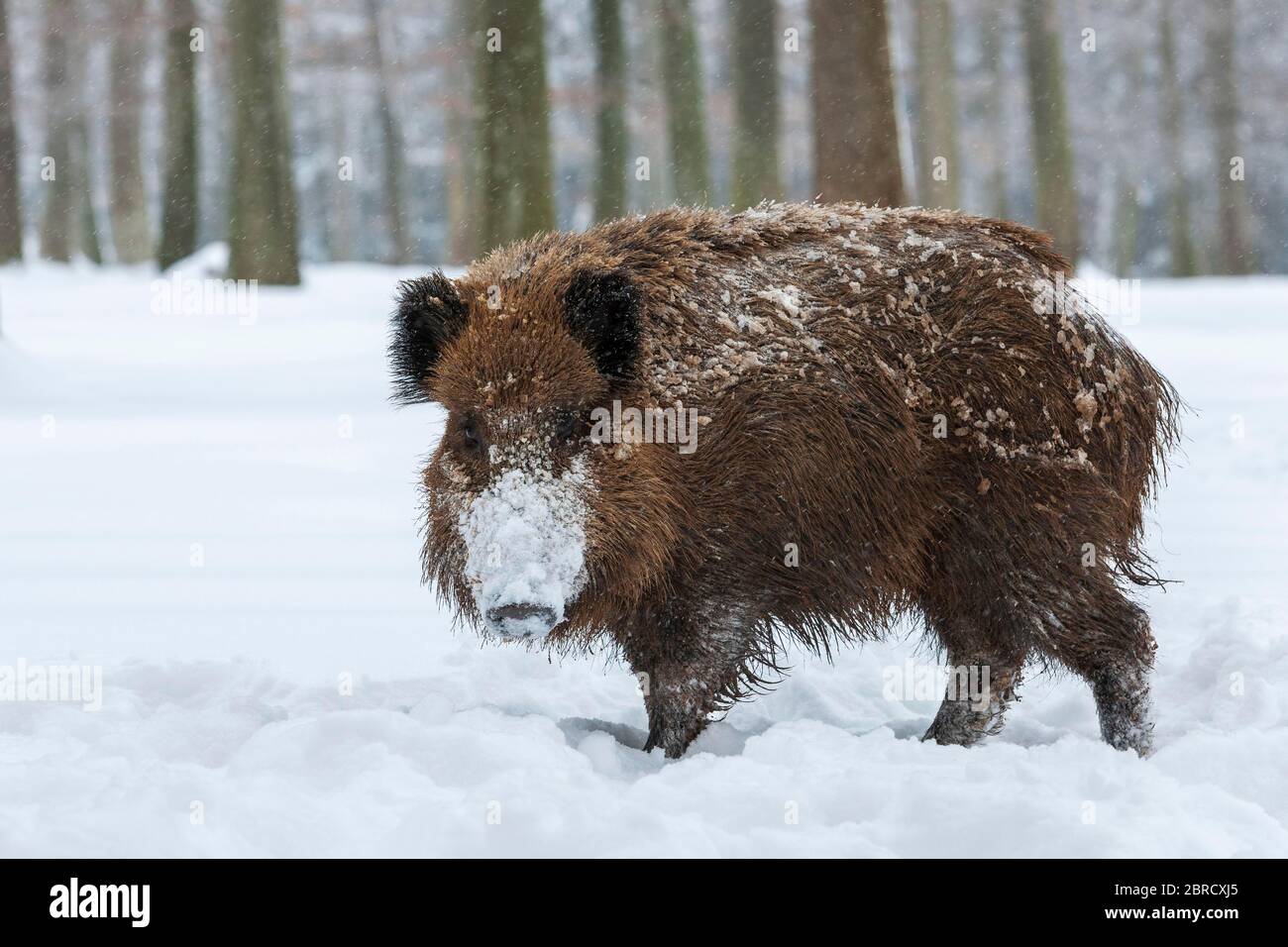 Wild boar (Sus scrofa) in the snow at the edge of the forest, Baden ...