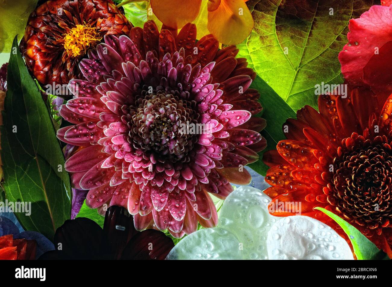 Various flowers of flowers, Germany Stock Photo