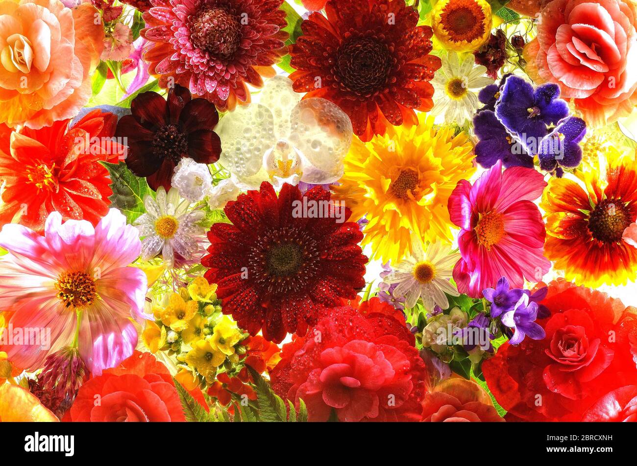 Various flowers of flowers, Germany Stock Photo