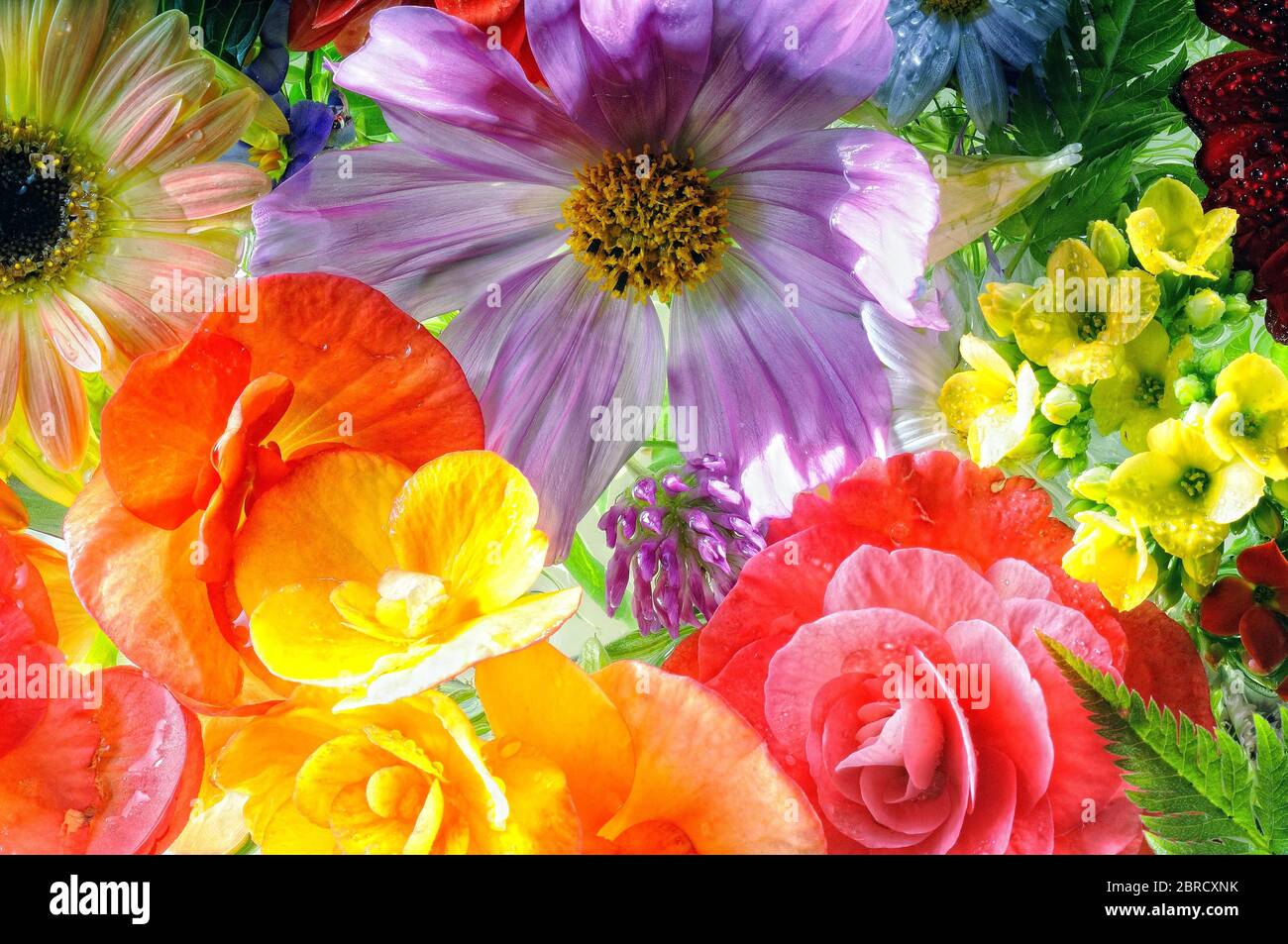 Various flowers of flowers, Germany Stock Photo