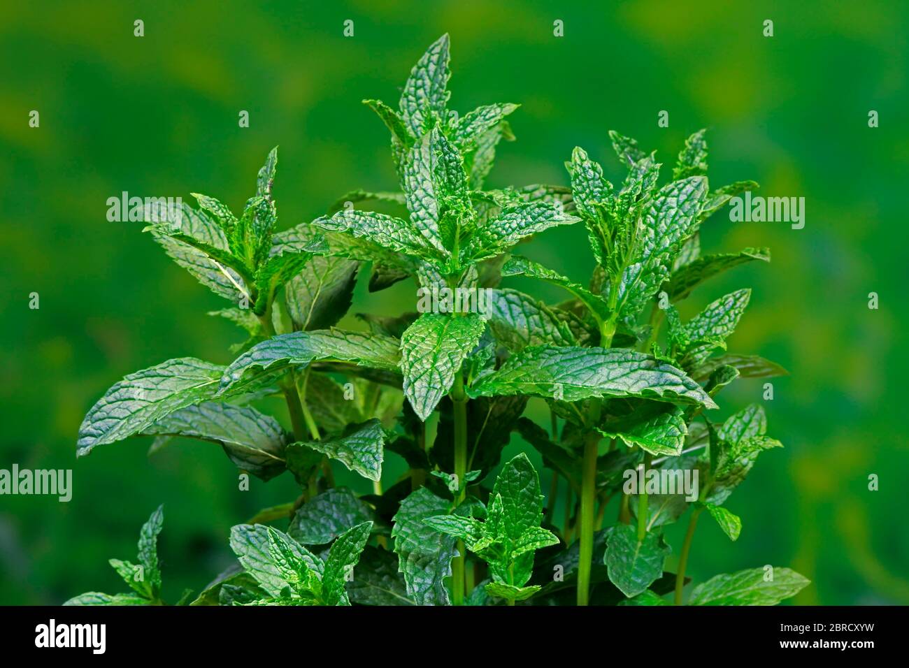 Curled mint (Mentha spicata var. Crispa), leaves, herbs, spices, Germany Stock Photo