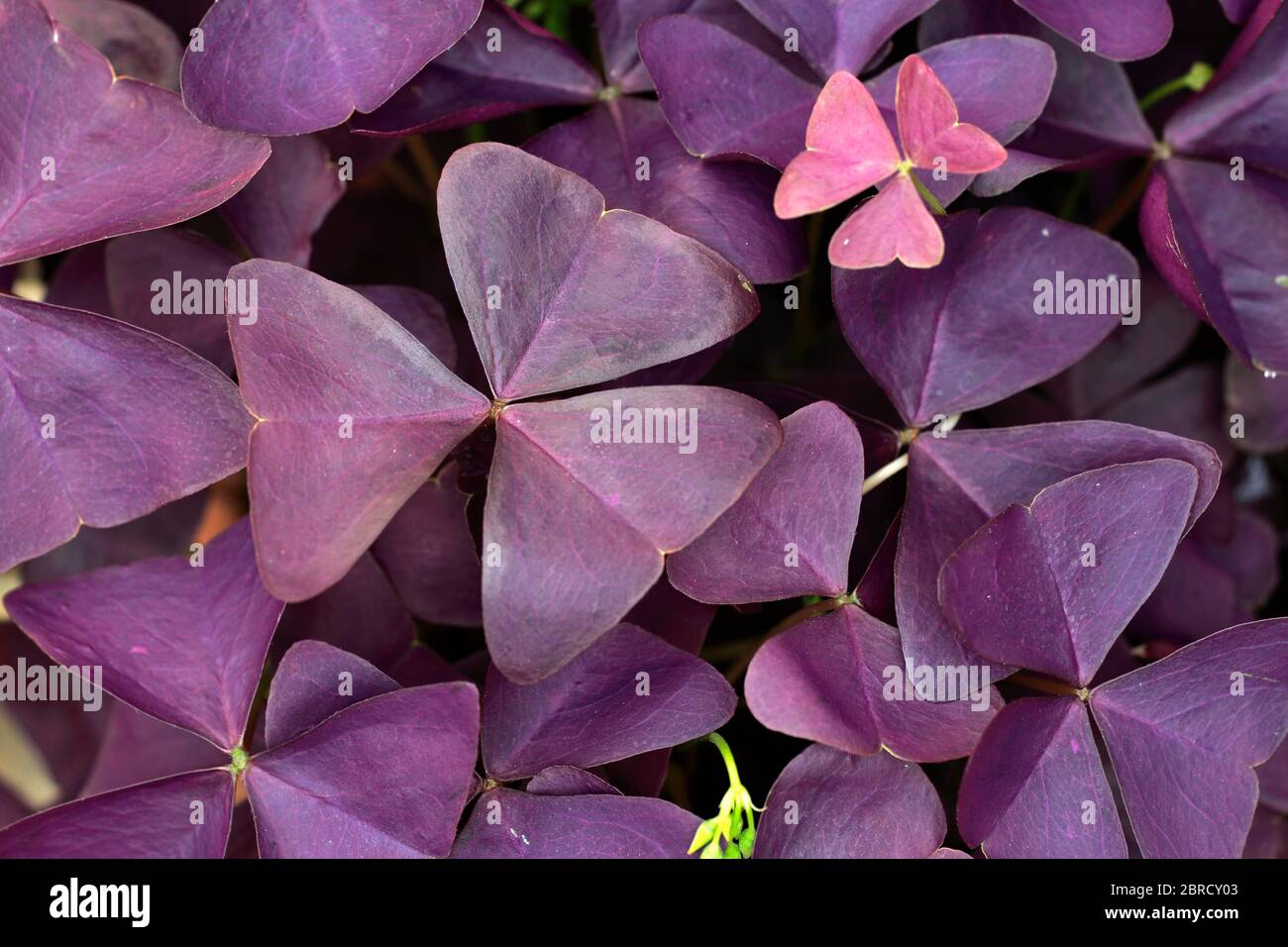 Purple Sorrel (Oxalis triangularis), red leaves, Germany Stock Photo