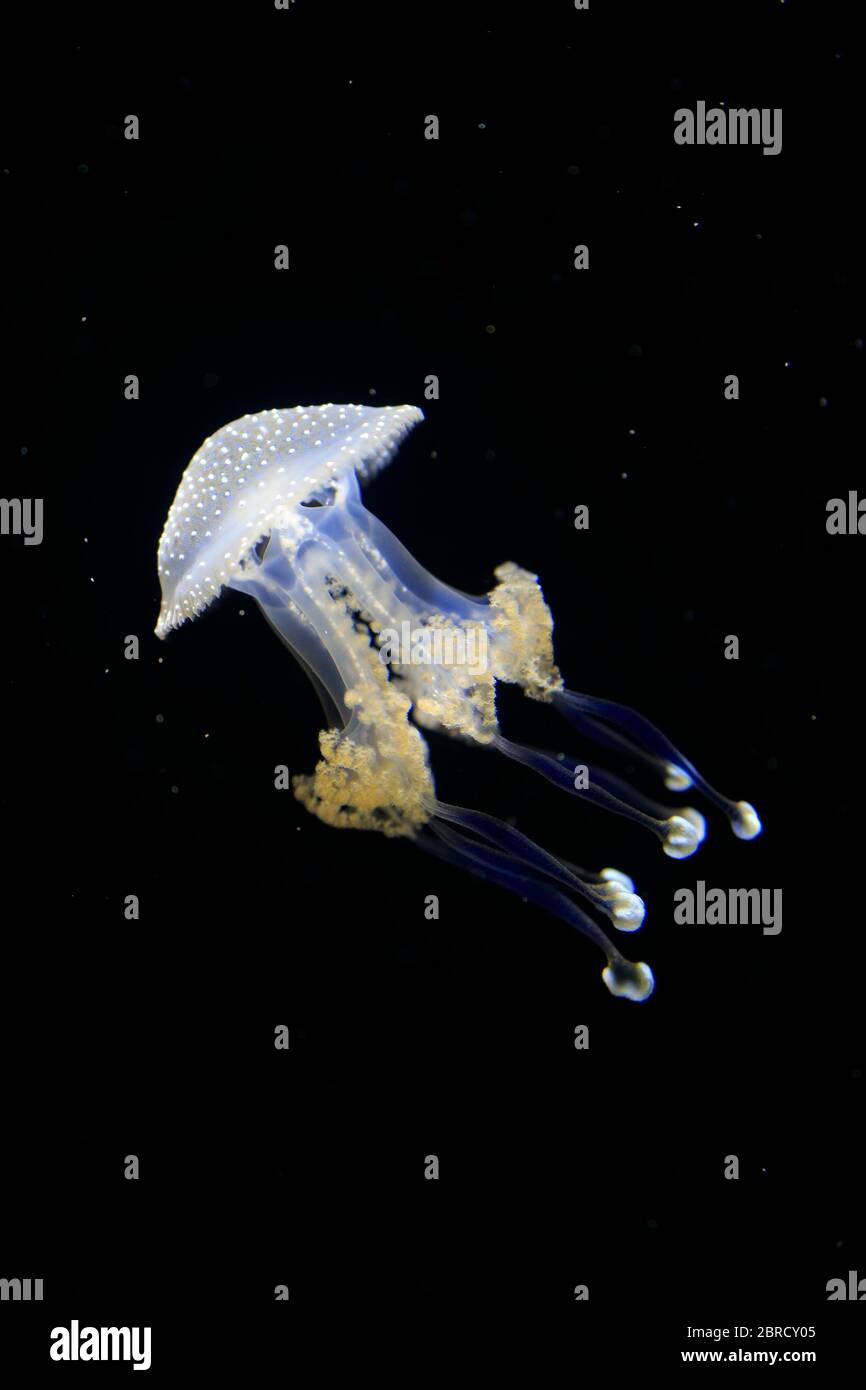 Australian spotted jellyfish (Phyllorhiza punctata), in water, captive, Switzerland Stock Photo