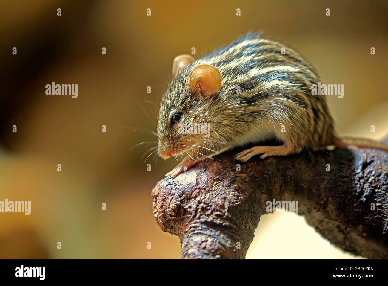 Striped mouse (Lemniscomys barbarus), adult, on branch, watchful, captive, Switzerland Stock Photo