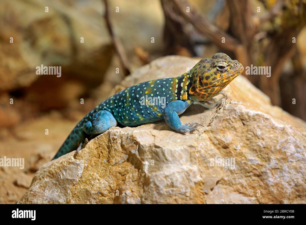 Common collared lizard (Crotaphytus collaris), male, on rock, captive, Switzerland Stock Photo