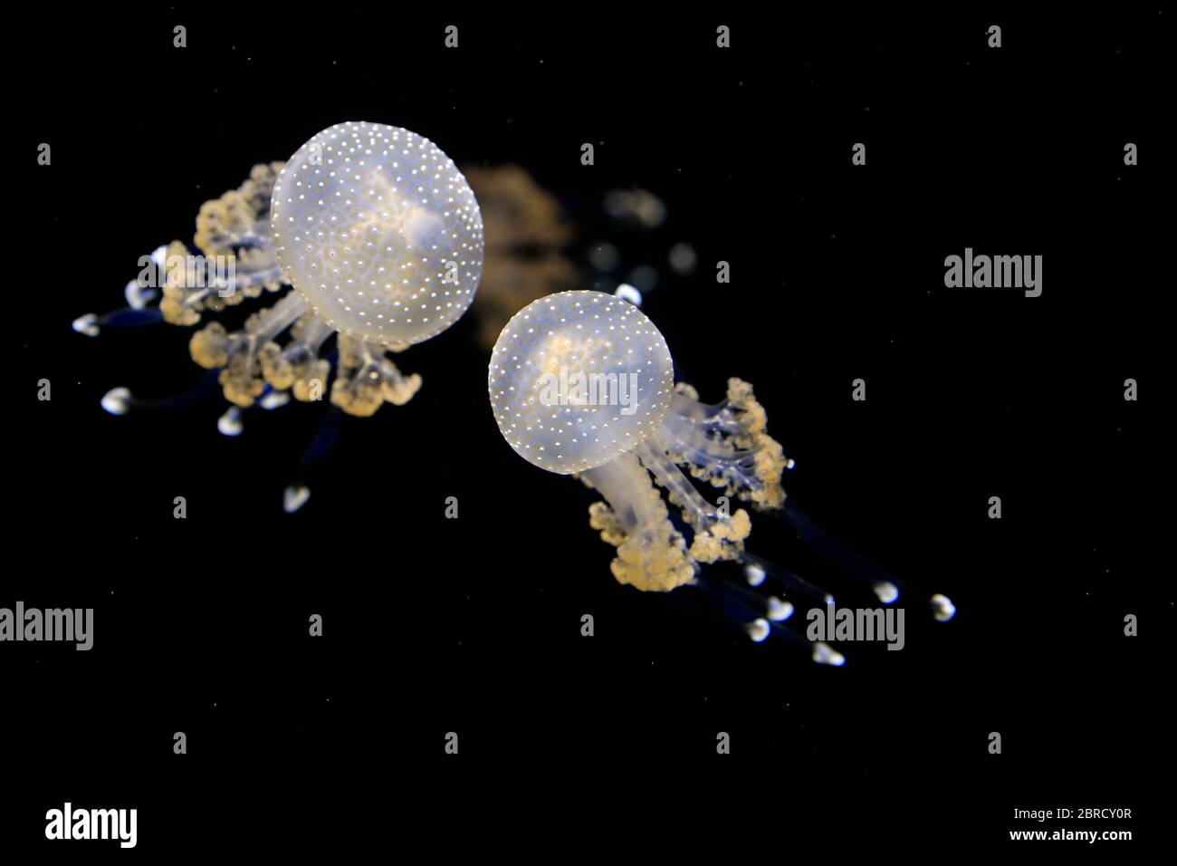Australian spotted jellyfish (Phyllorhiza punctata), in water, two jellyfish, captive, Switzerland Stock Photo