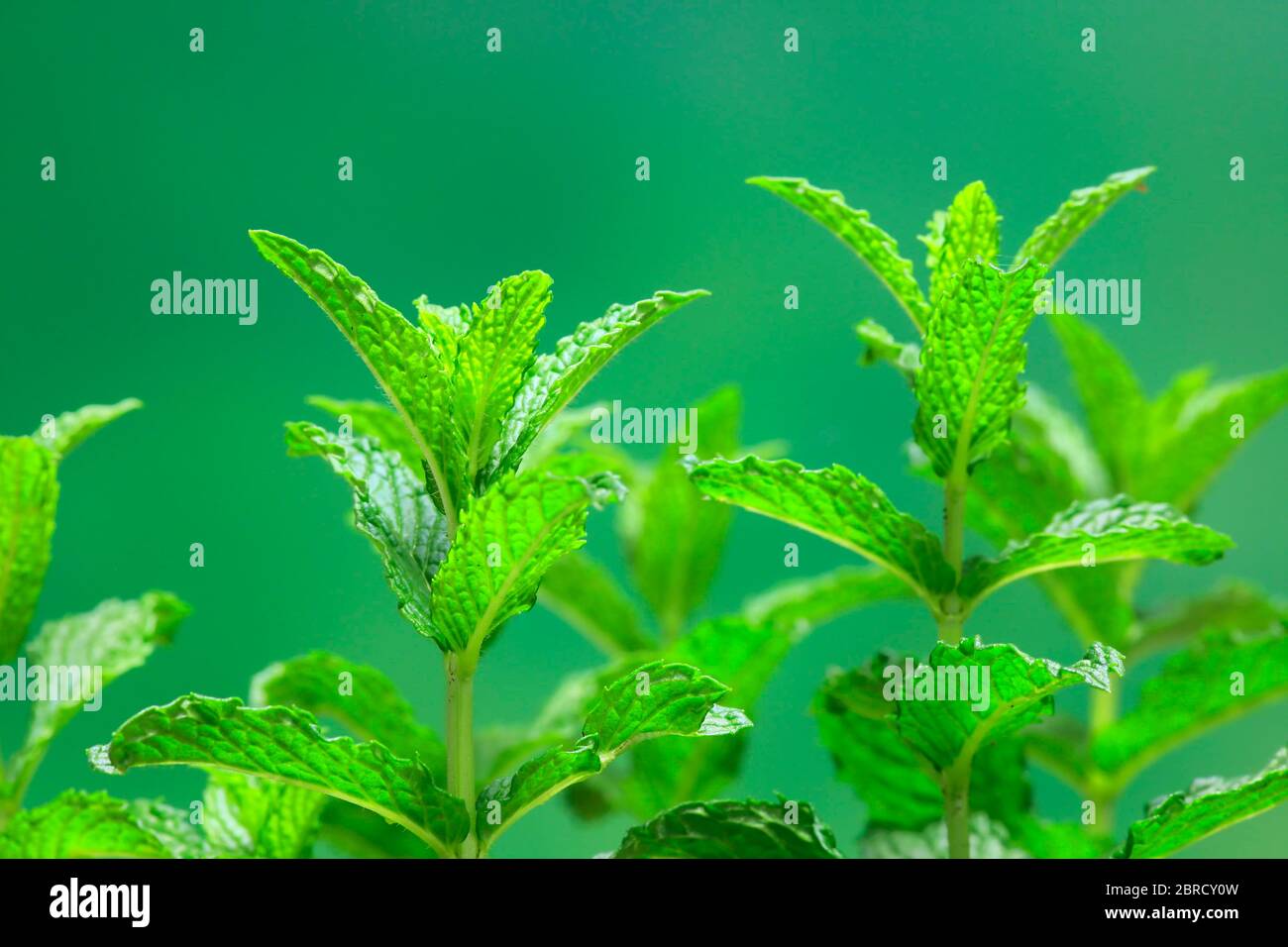 Curled mint (Mentha spicata var. Crispa), leaves, herbs, spices, Germany Stock Photo