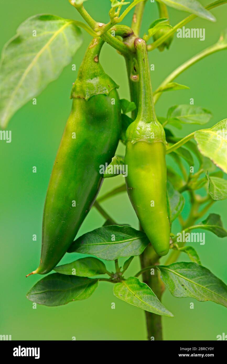 Paprika plant hires stock photography and images Alamy