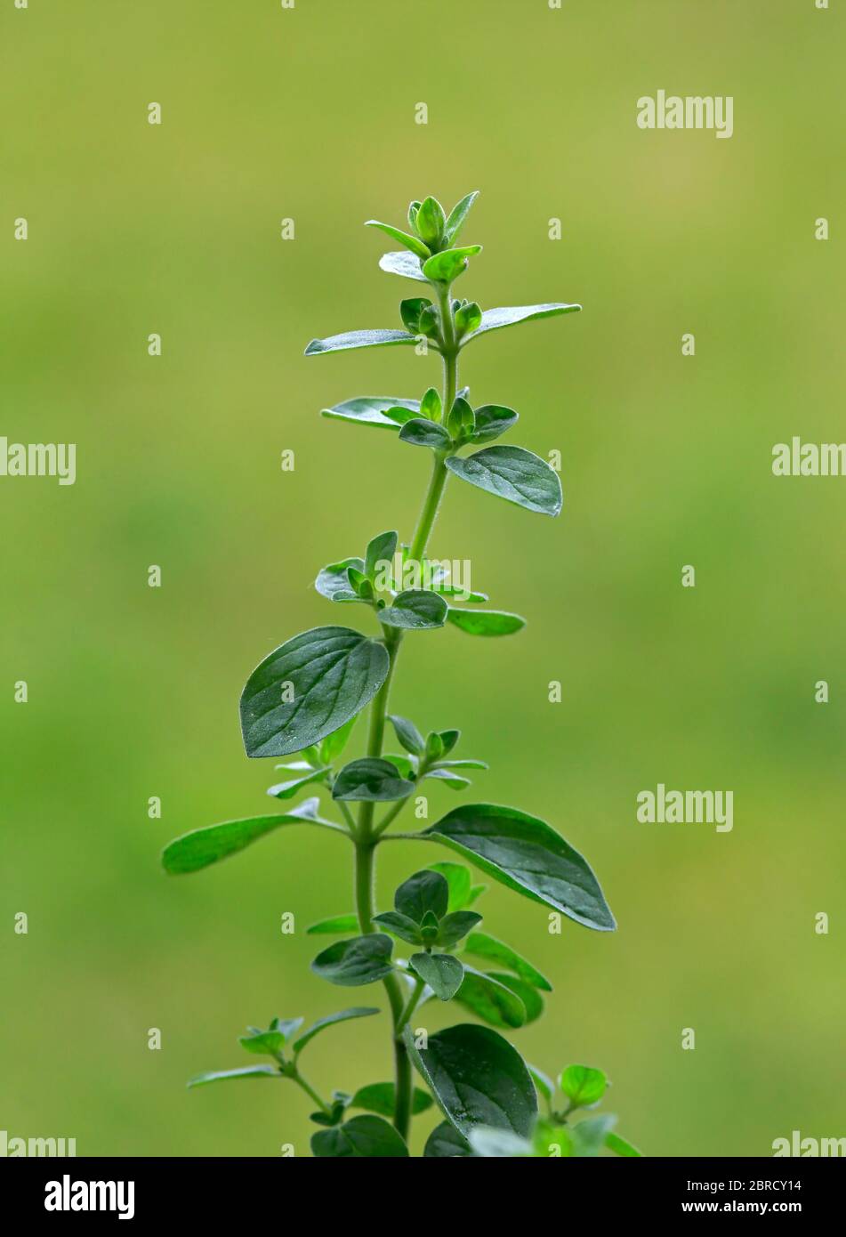 Tag: Oregano - Origanum Vulgare