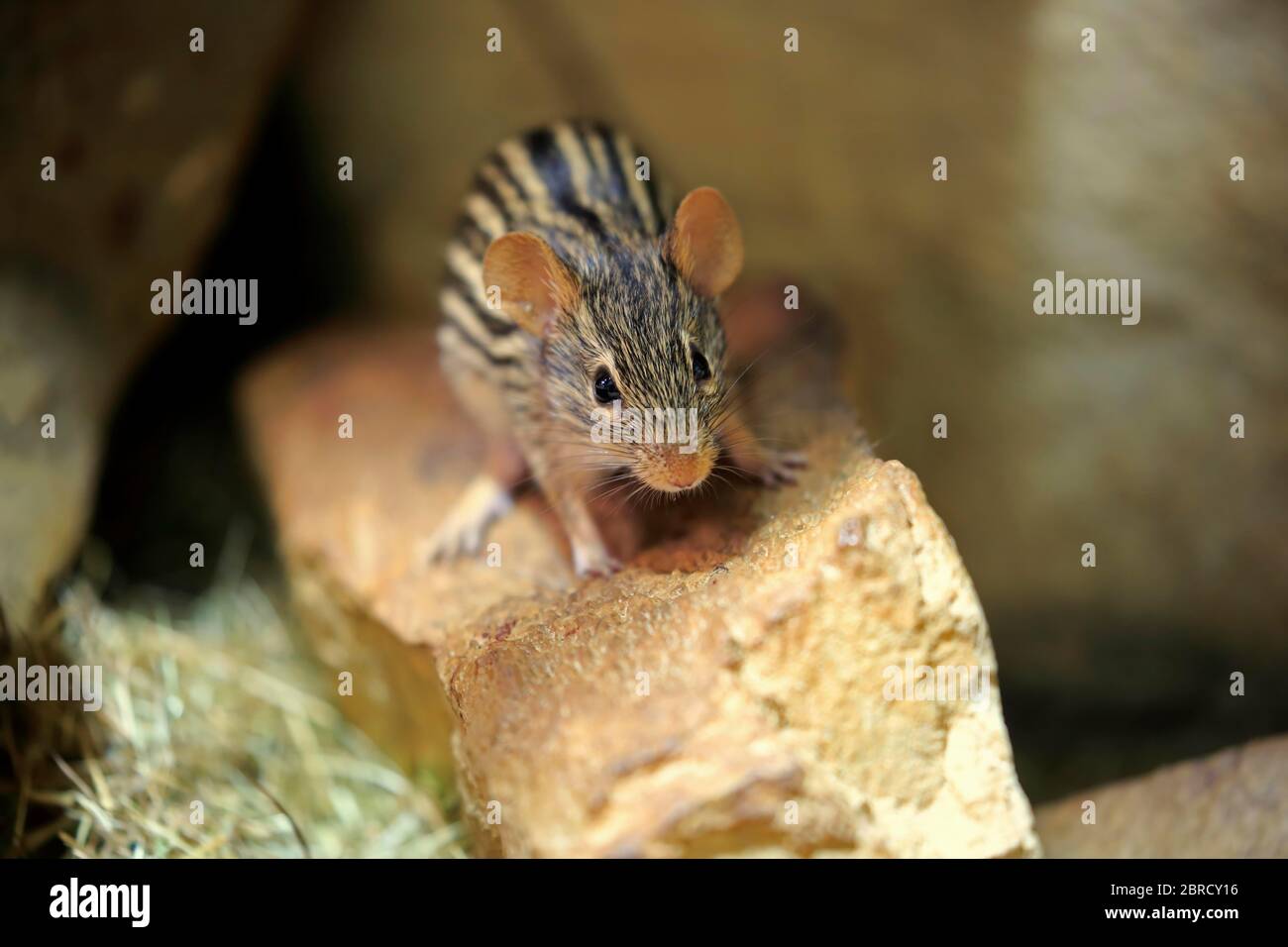 Striped mouse (Lemniscomys barbarus), adult, on rock, watchful, captive, Switzerland Stock Photo