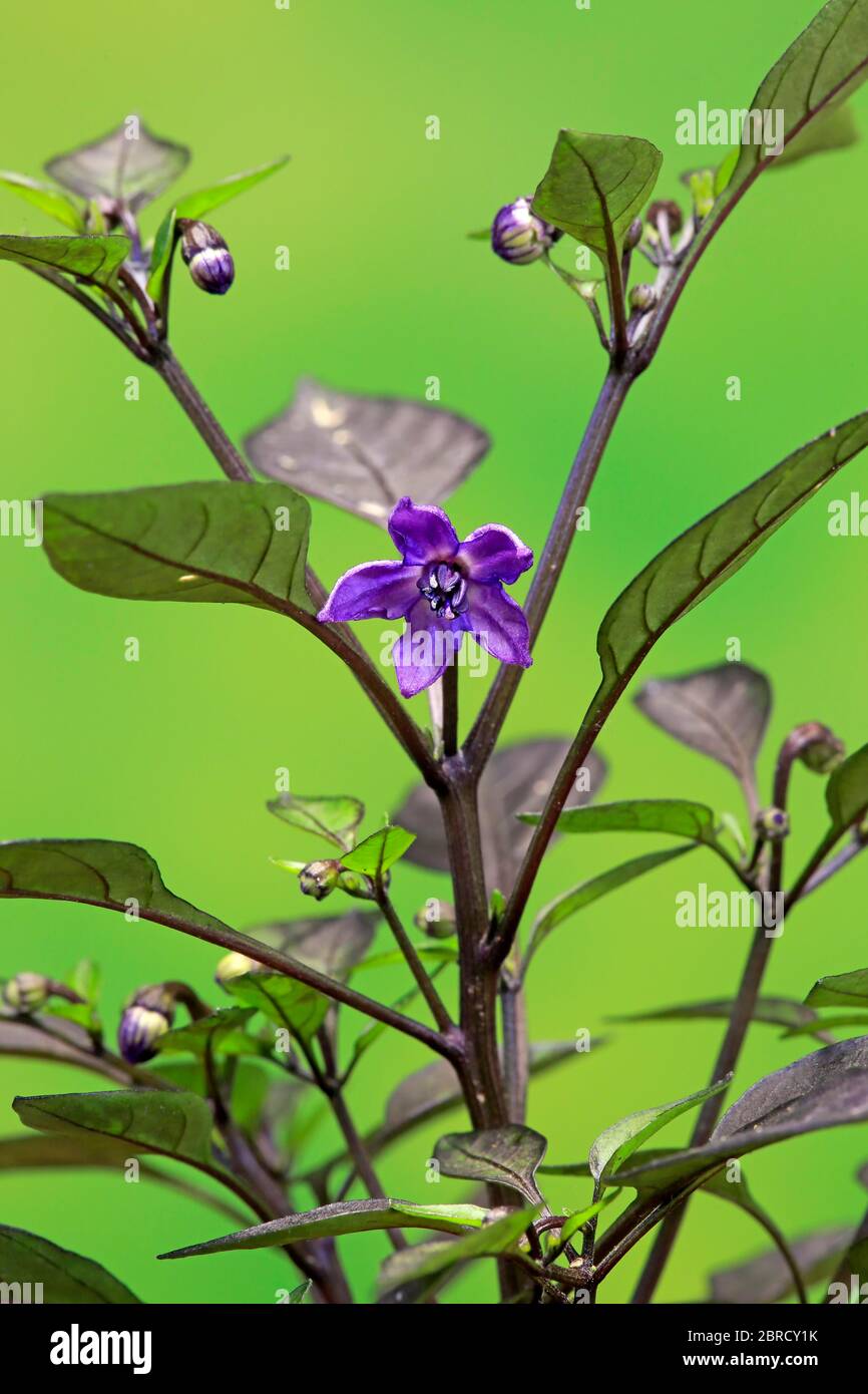 Capsicum frutescens (Capsicum frutescens), purple flowers on shrub, Germany Stock Photo