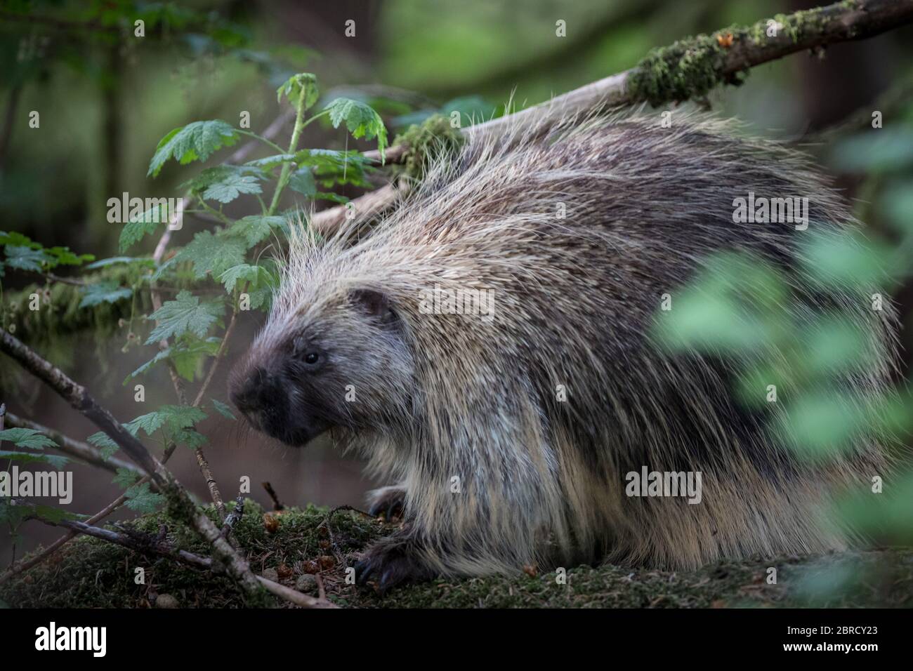 Glacier Bay National Park, Southeast Alaska, USA is home to scenic forest views and wildlife like North American porcupine, Erethizon dorsatum. Stock Photo
