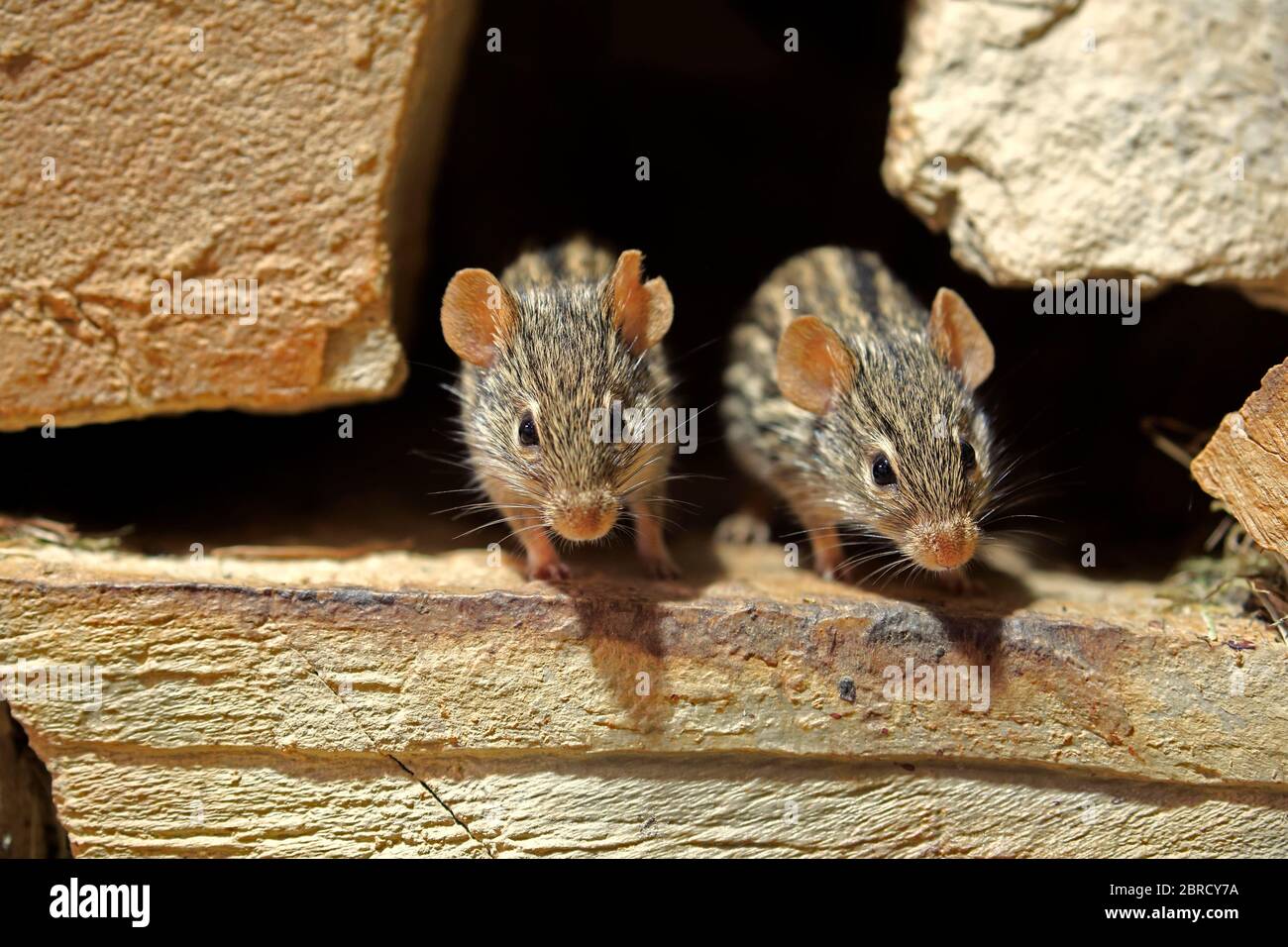 Striped Grass Mice (Lemniscomys barbarus), adult, two, on rock, watchful, captive, Switzerland Stock Photo