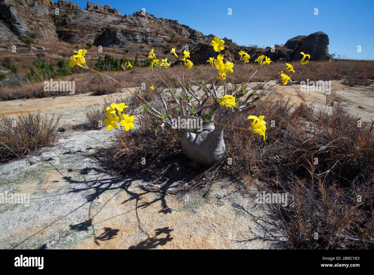 Yellow flowering Elephant's Foot Plant (Pachypodium rosulatum), Isalo National Park, Madagascar Stock Photo