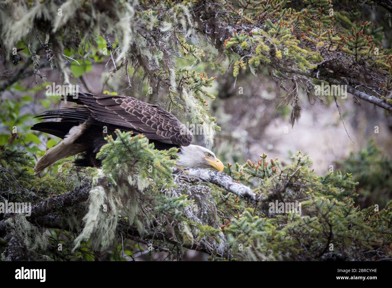 In Southeast Alaska, bald eagle, Haliaeetus leucocephalus, and other wildlife in Halleck Harbor appeal to adventureres on a small ship cruise. Stock Photo