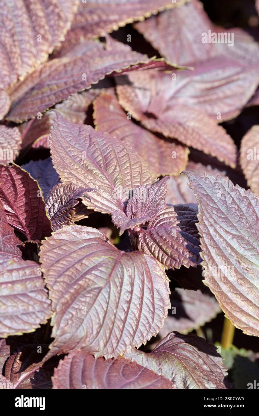 Perilla frutescens var. crispa. Red Shiso. Red Perilla, beefsteak plant, Chinese basil and purple mint herb shoots Stock Photo