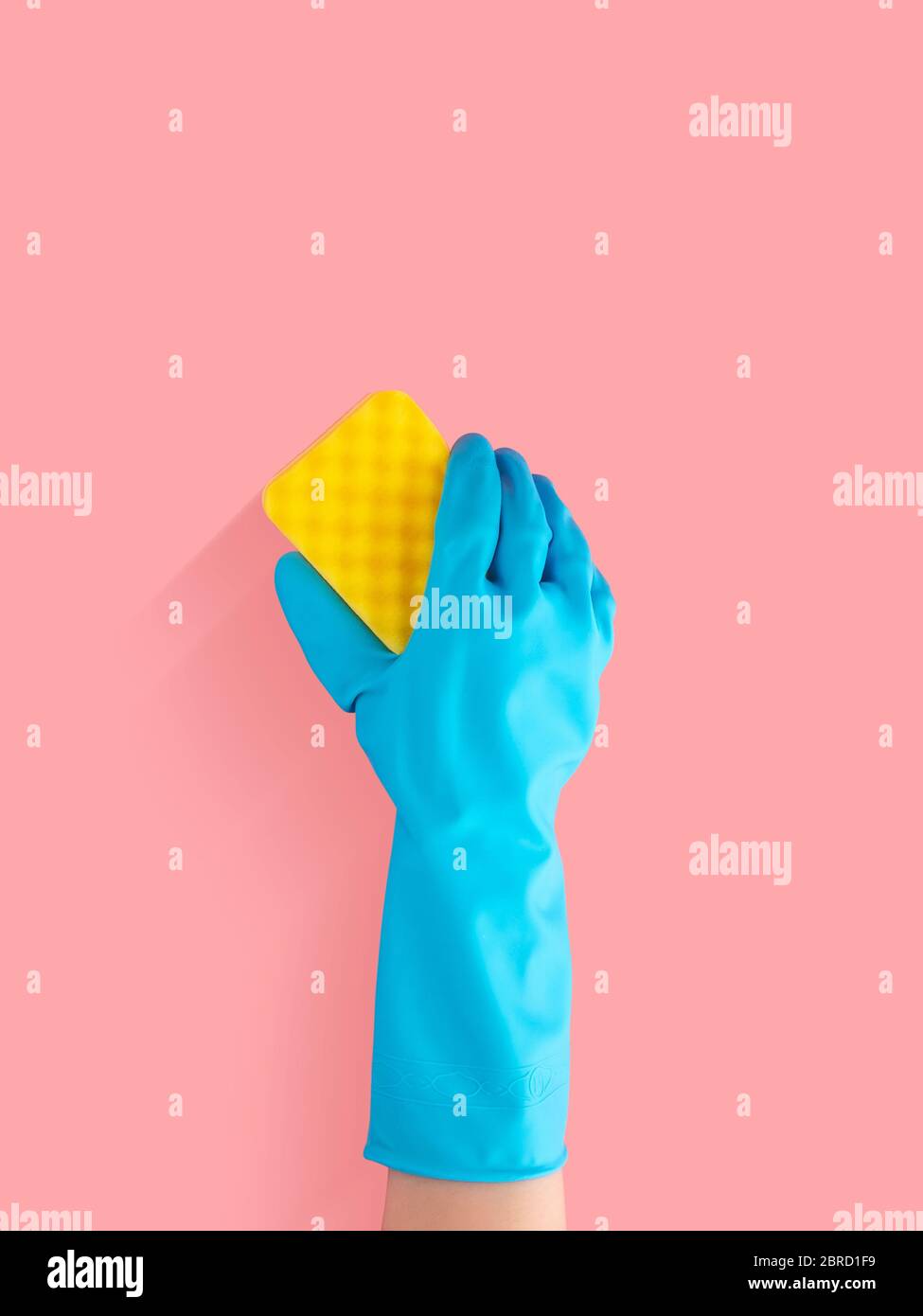 hand in blue rubber glove holding yellow cleaning sponge, cleaning and disinfection for good hygiene isolated on pink background with copy space Stock Photo