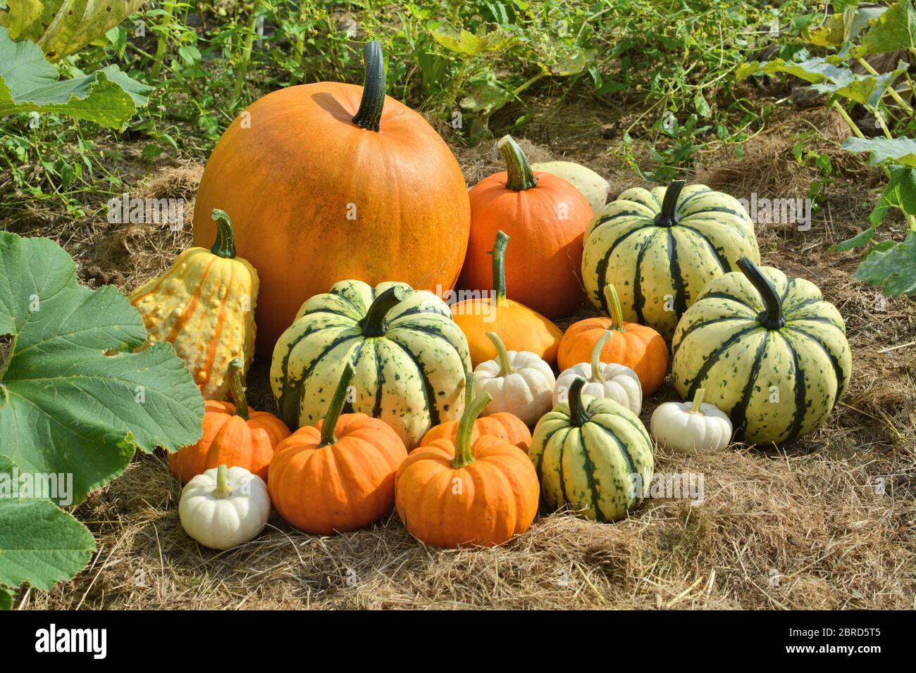 Autumn decorative pumpkins on field. Fresh harvest Stock Photo Alamy