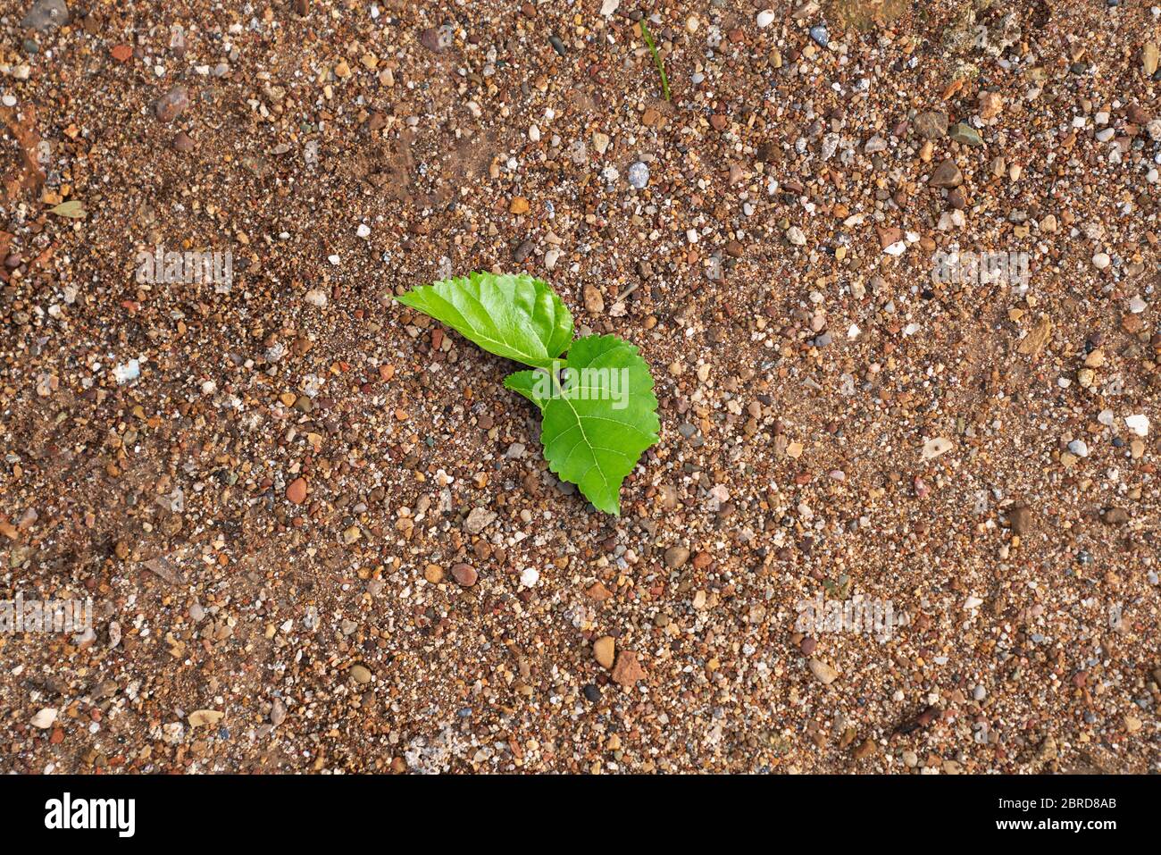 Young seedling growing on soil in natural habitats. New life and hope concept Stock Photo