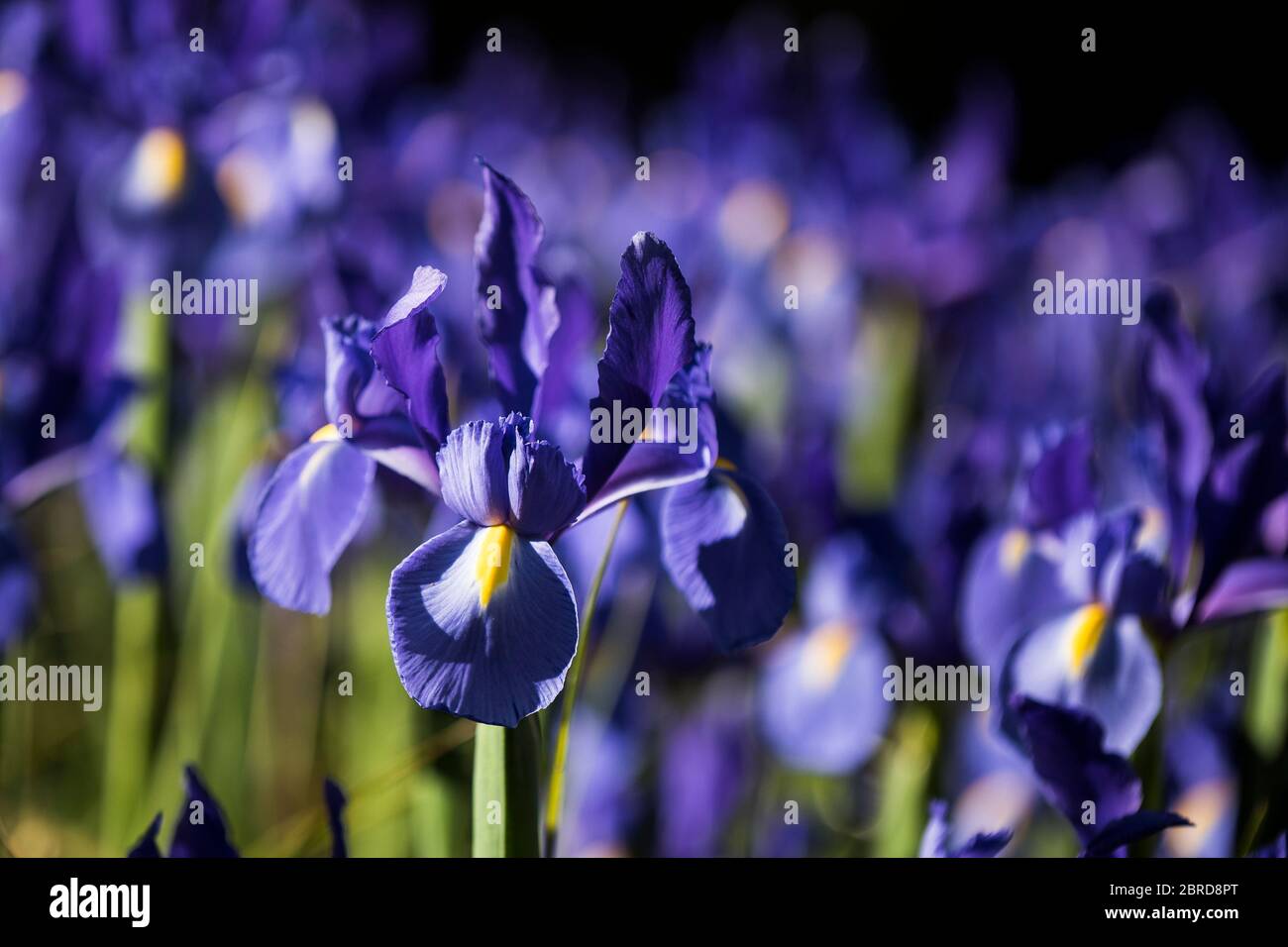 Standard Dwarf Bearded Irises in Trenance Gardens in Newquay in Cornwall. Stock Photo